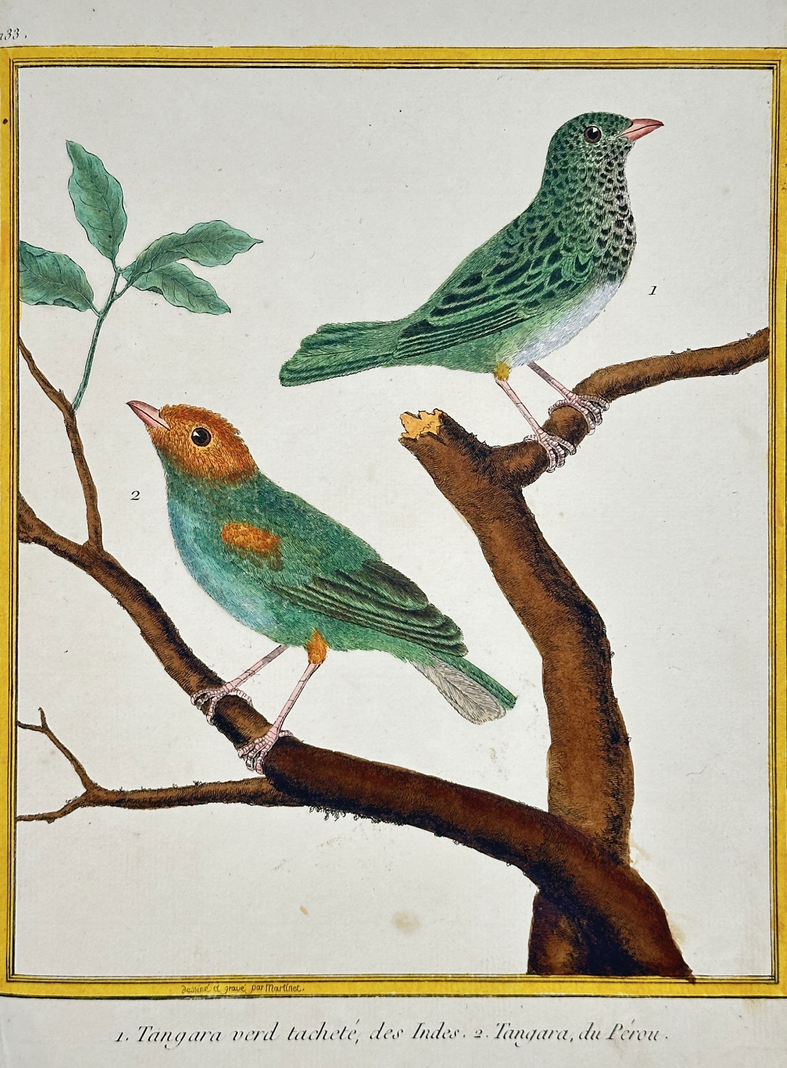 François-Nicolas Martinet – Tanagers from the Indies and Peru – Engraving: This engraving with original hand-coloring, Plate 133, depicts two species of Tanagers: the Green Spotted Tanager from the Indies and the Tanager from Peru, showing their distinct green and colorful p