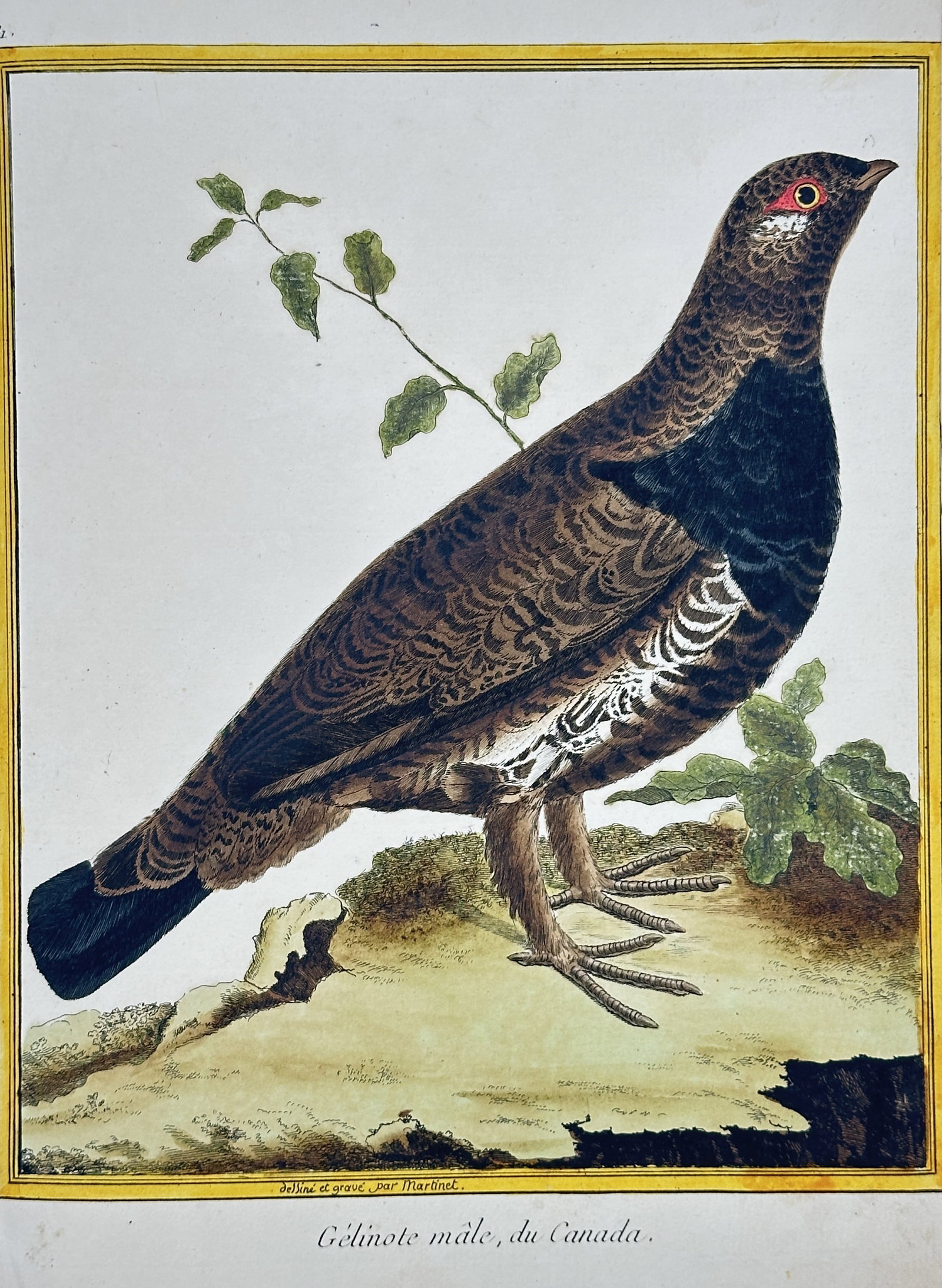 François-Nicolas Martinet – Male Spruce Grouse from Canada – Engraving with hand-coloring: This engraving with original hand-coloring, Plate 129, depicts the Male Spruce Grouse (Gélinote mâle, du Canada), illustrating its patterned dark brown plumage, black throat patch, and red eye-comb,