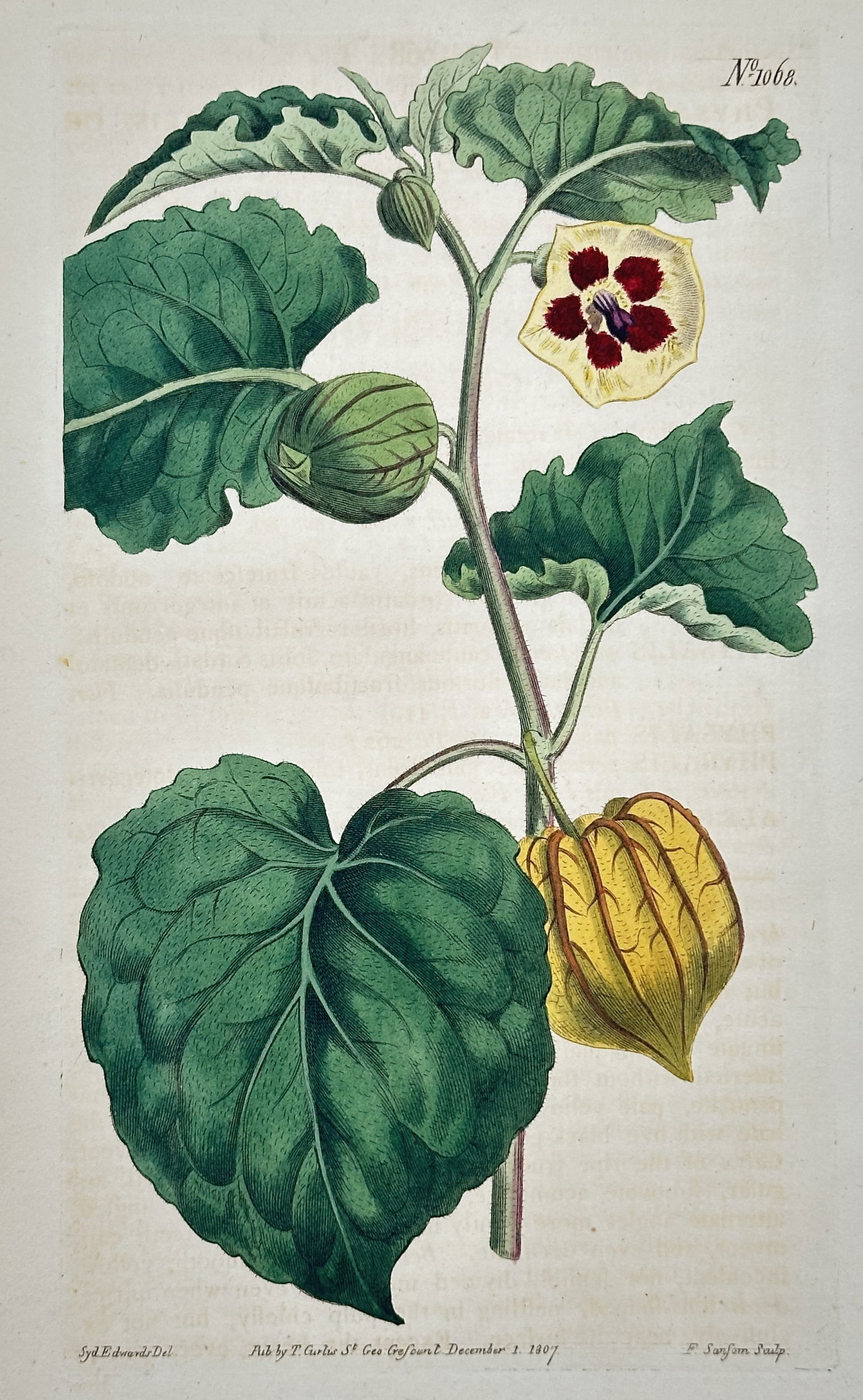 William Curtis – Cape Gooseberry (Physalis species) – Engraving with hand-coloring (1807): This engraving with hand-coloring, Plate 1066, depicts the Cape Gooseberry or Chinese Lantern plant (Physalis species), illustrating its large, heart-shaped leaves, the small flower with a dark throat