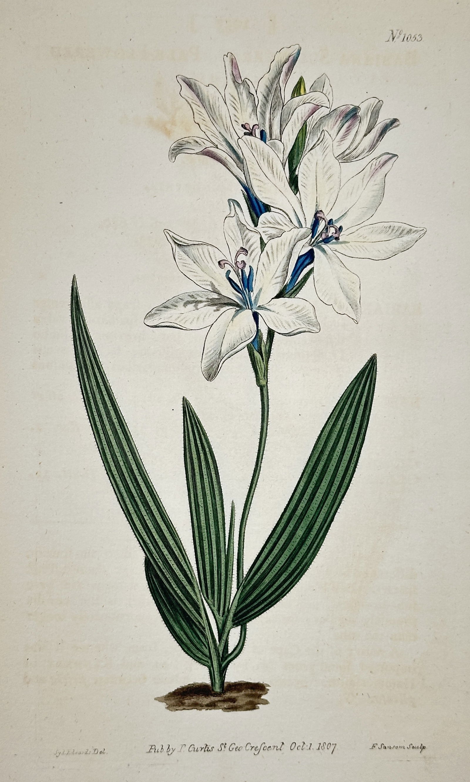 William Curtis – White Amaryllis/Crinum Species – Engraving with hand-coloring (1807) (1 of 2)