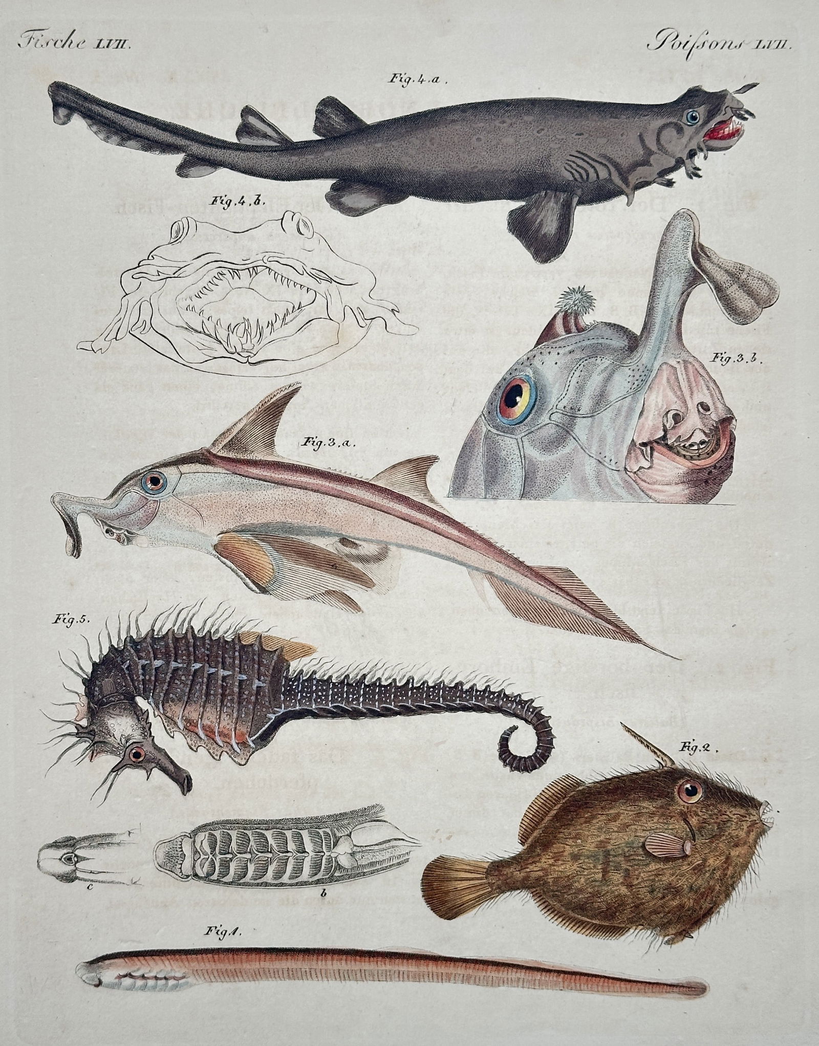 Friedrich Justin Bertuch – Study of Marine Fishes – Engraving with hand-coloring (1 of 2)