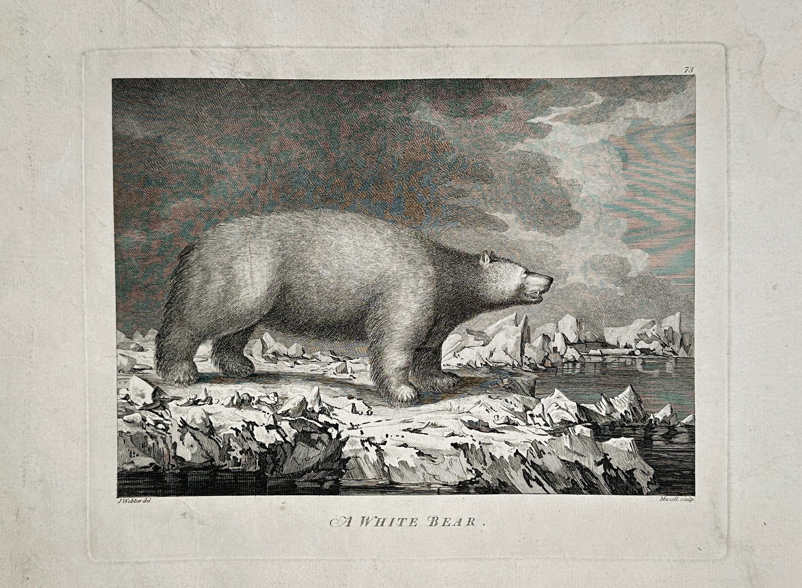 John Webber (1751–1793) – White Bear (Polar Bear) – Engraving (18th Century) (1 of 2)