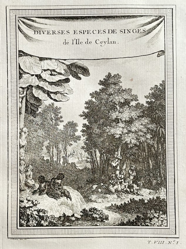 Antoine François Prévost (1697–1763) – Various Species of Monkeys of the Island: This engraving, titled Various Species of Monkeys of the Island of Ceylon, is a decorative plate illustrating several primates in a dense jungle setting, published to accompany accounts of Asian trave