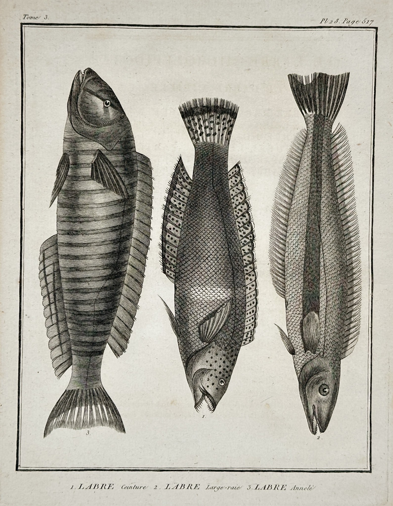 Georges-Louis Leclerc, Comte de Buffon – Fish Illustrations (Three Species of Wr (1 of 2)