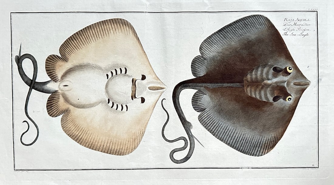 Marcus Elieser Bloch (1723–1799) – The Marbled Ray (Raja marmorata) (1 of 2)