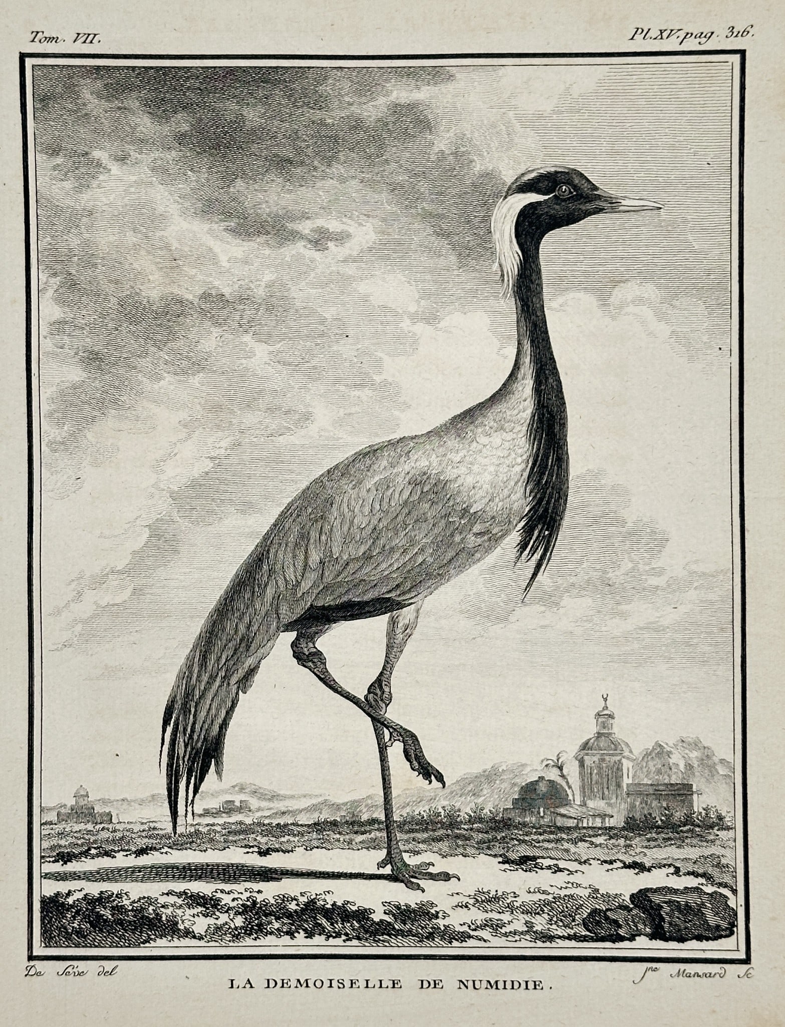 Georges-Louis Leclerc, Comte de Buffon (1707–1788) – The Numidian Demoiselle: This striking zoological illustration, titled The Numidian Demoiselle, features a detailed depiction of the Demoiselle Crane (Anthropoides virgo). The bird is shown standing in profile with its elegan
