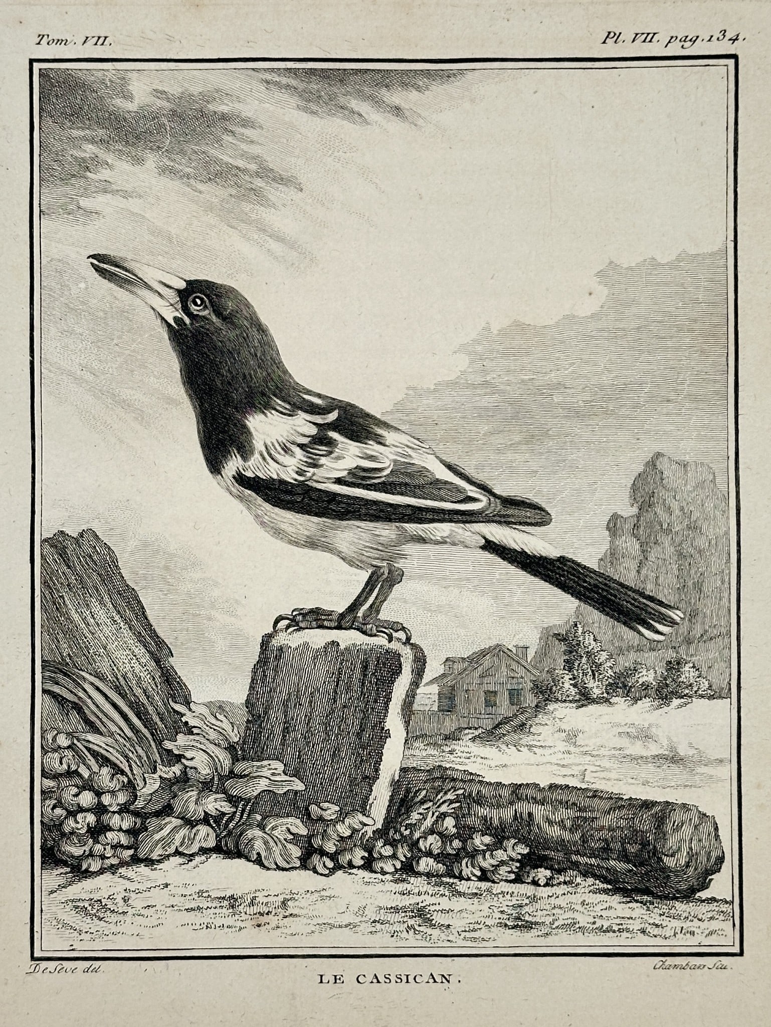 Georges-Louis Leclerc, Comte de Buffon (1707–1788) – The Cassican (Le Cassican): This zoological illustration, titled The Cassican, depicts a black and white passerine bird, a species related to the magpies, perched on a tree stump. The bird is shown in sharp profile against a bac