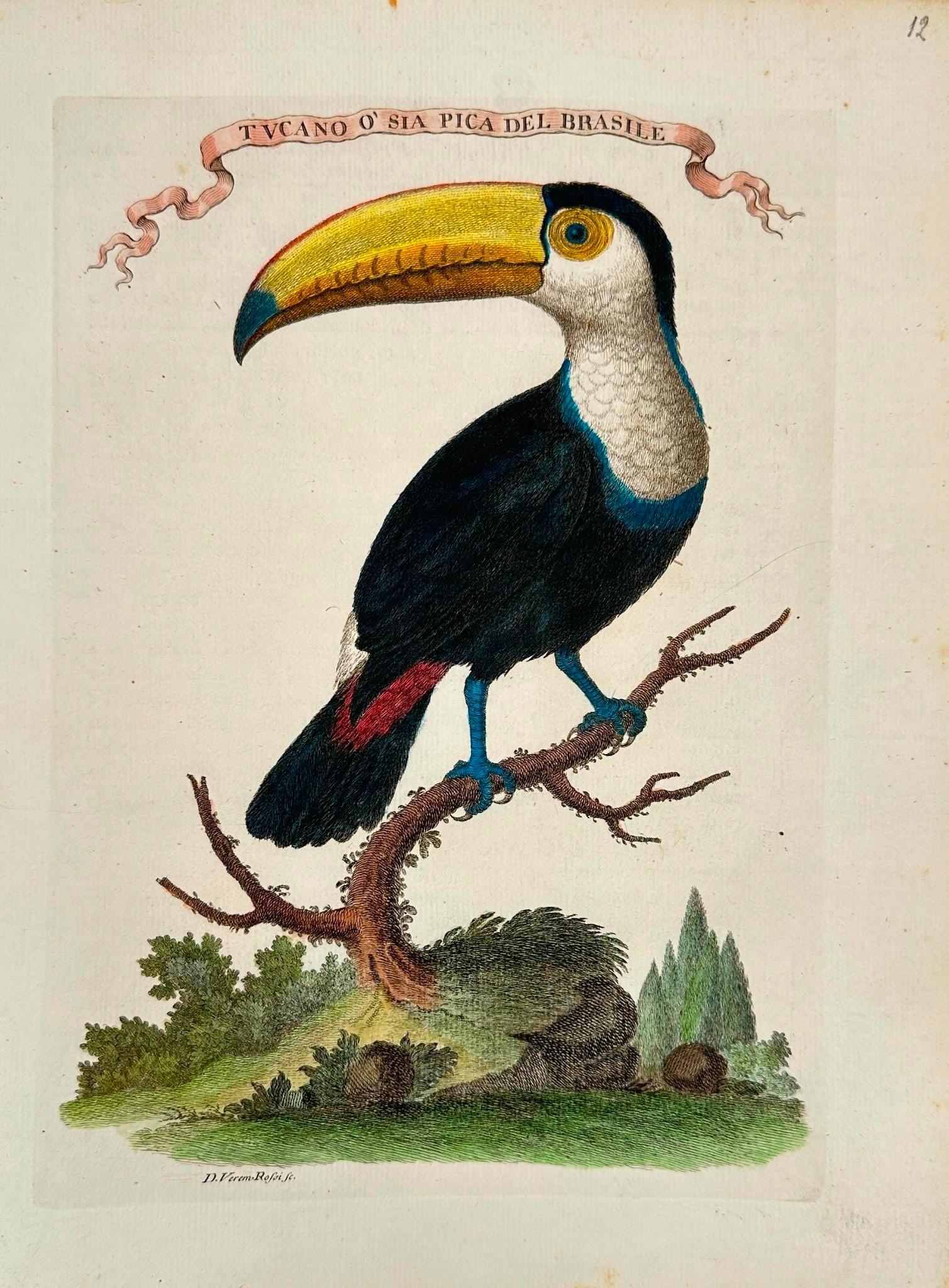 Veremondo Rossi – Tucano o sia Pica del Brasile - Hand-Colored Engraving (1 of 2)