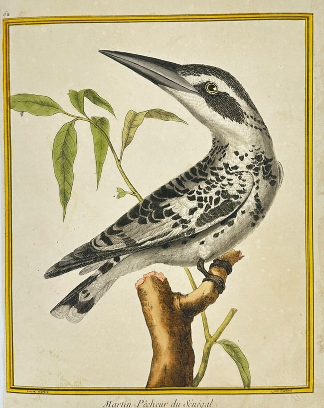 François Martinet (1731–1800) – Senegal Kingfisher – Original Hand-Colored Engra (1 of 2)