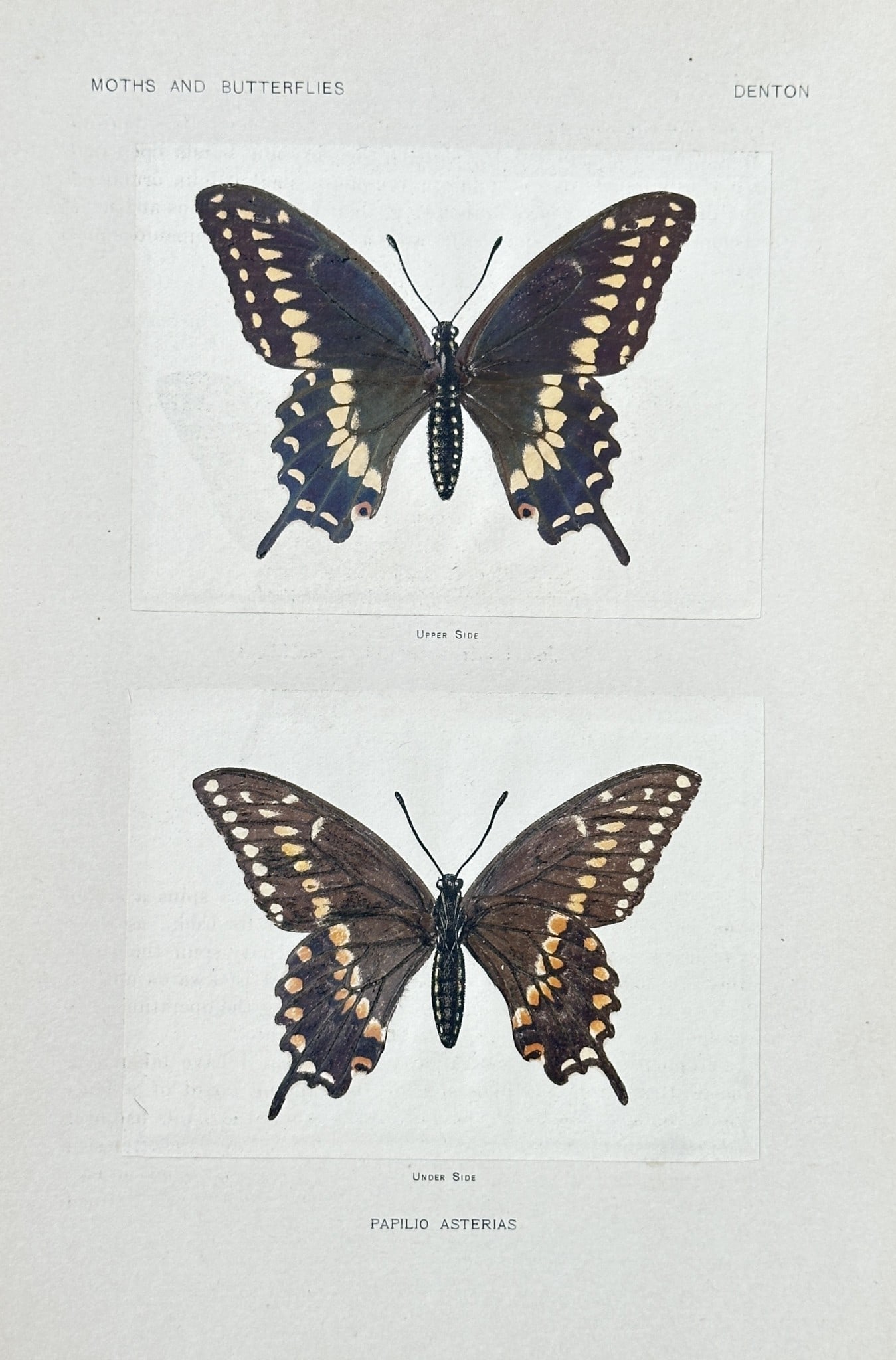 Sherman F. Denton (1856–1937) – Papilio Asterias (Black Swallowtail Butterfly) (1 of 2)