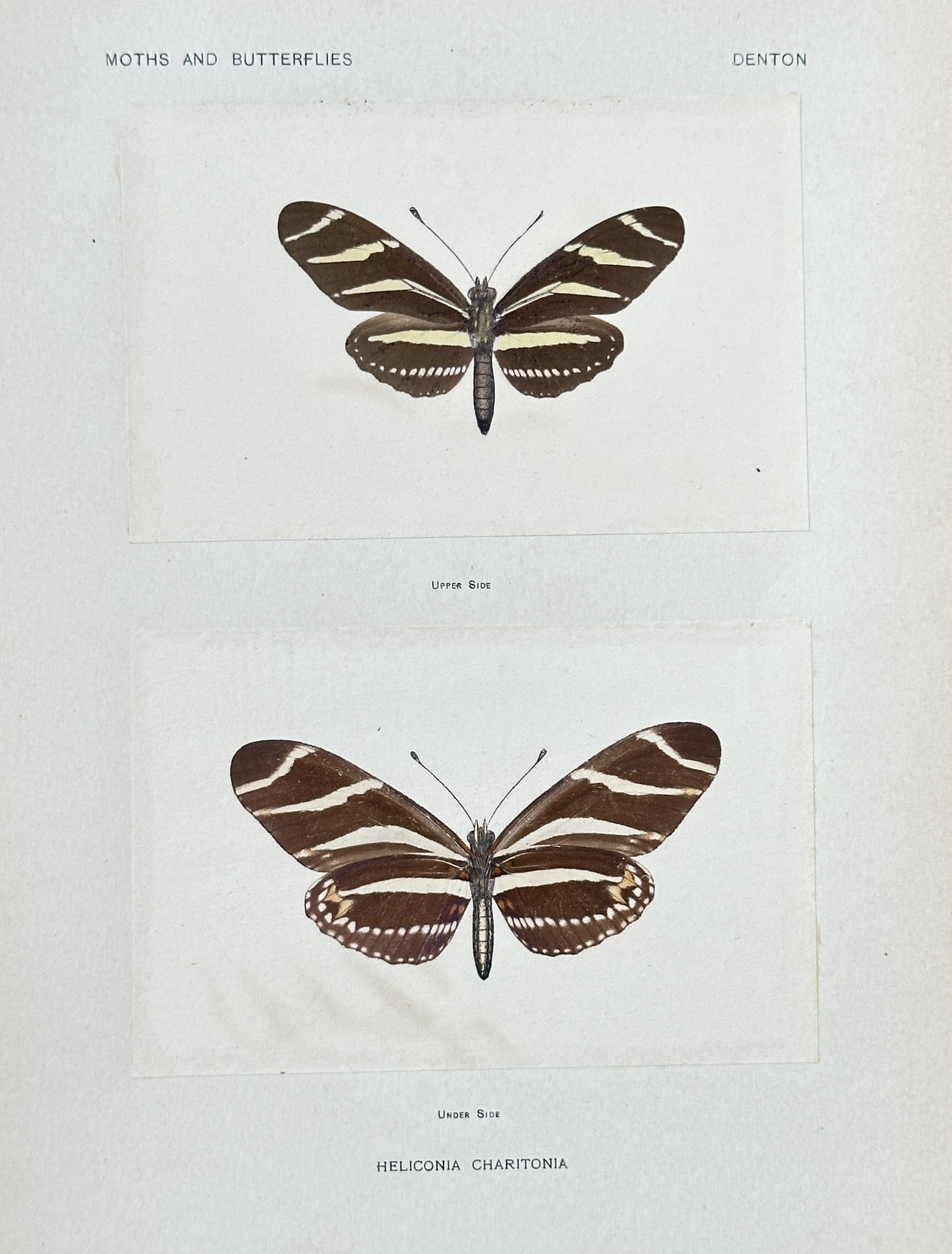 Sherman F. Denton (1856–1937) – Heliconia Charitonia (Zebra Longwing Butterfly) (1 of 2)