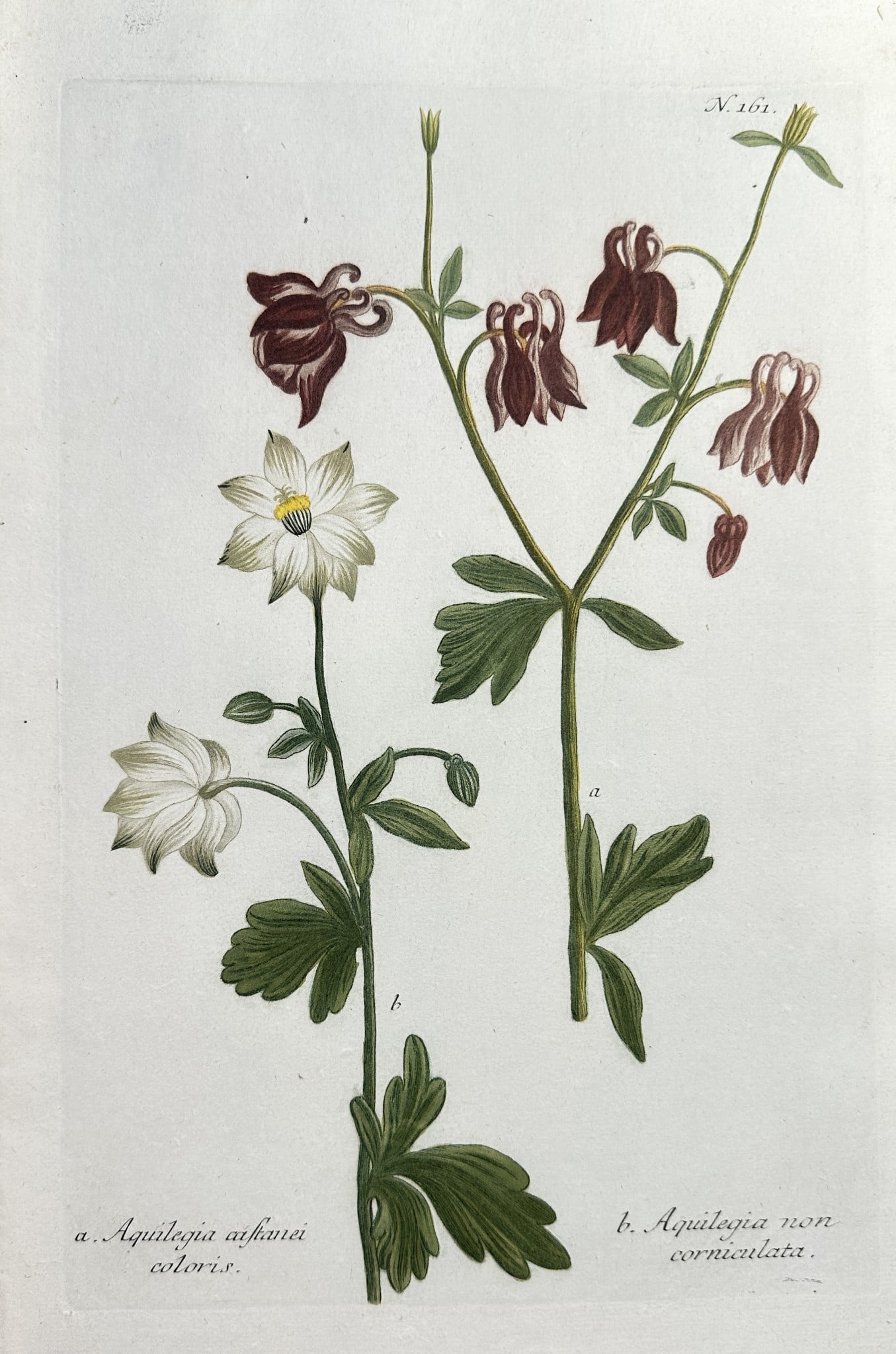Johann Wilhelm Weinmann – Columbine Varieties (Chestnut-colored and Spurless): This detailed botanical illustration documents two varieties of Columbine (Aquilegia). It showcases a pure white flower (Aquilegia athinei coloris) and a deep, reddish-brown flower (Aquilegia non corn