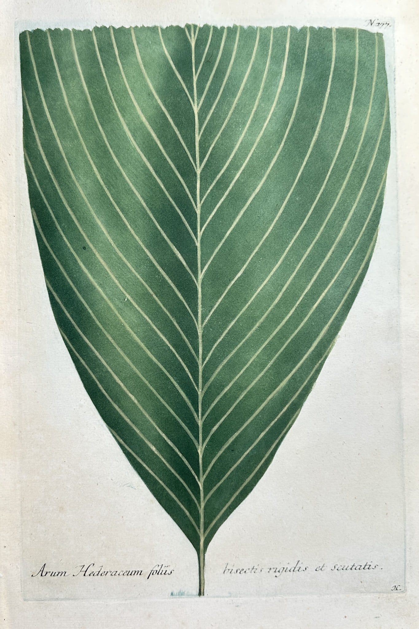 Johann Wilhelm Weinmann – Arum Hodoraceum with Short, Rigid, and Scarious Leaves: This detailed botanical illustration depicts the large, prominently veined leaf of the plant classified as Arum Hodoraceum foliis brevibus rigidis et scariosis. The single subject is rendered with sci