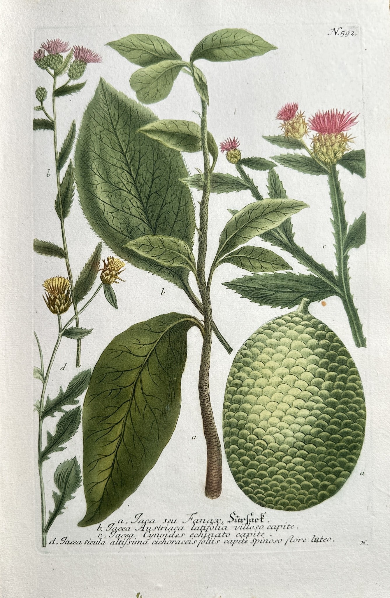 Johann Wilhelm Weinmann (1683–1741) – Breadfruit, Thistles, and Exotic Plants (1 of 2)