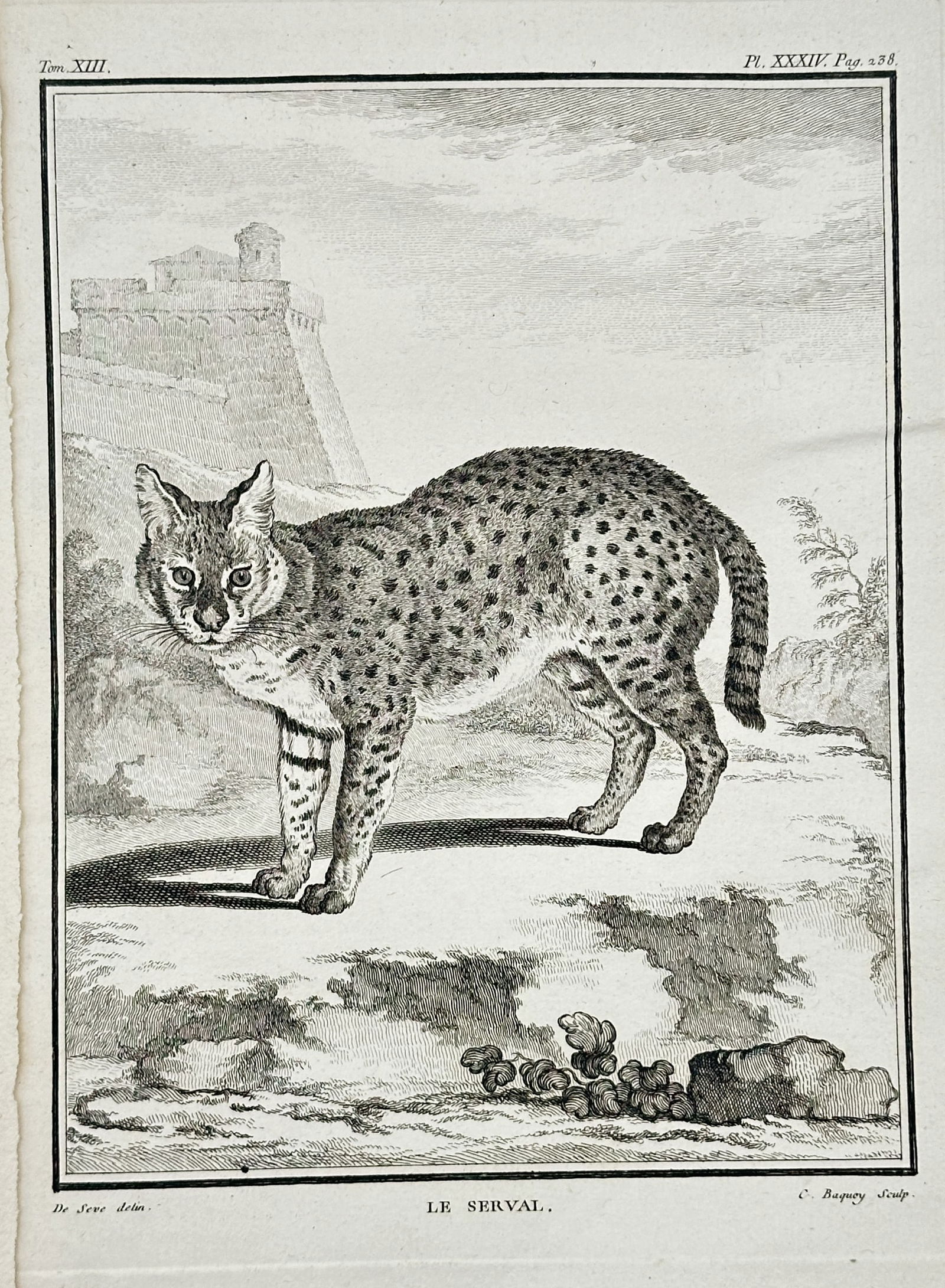 Georges-Louis Leclerc, Comte de Buffon (1707–1788) – Le Serval – Engraving (c. 1760): This zoological engraving depicts a Serval ("Le Serval"), a wild cat native to Africa. The animal is shown standing in profile in a sparse, rocky landscape, with a fortified structure visible on a hil