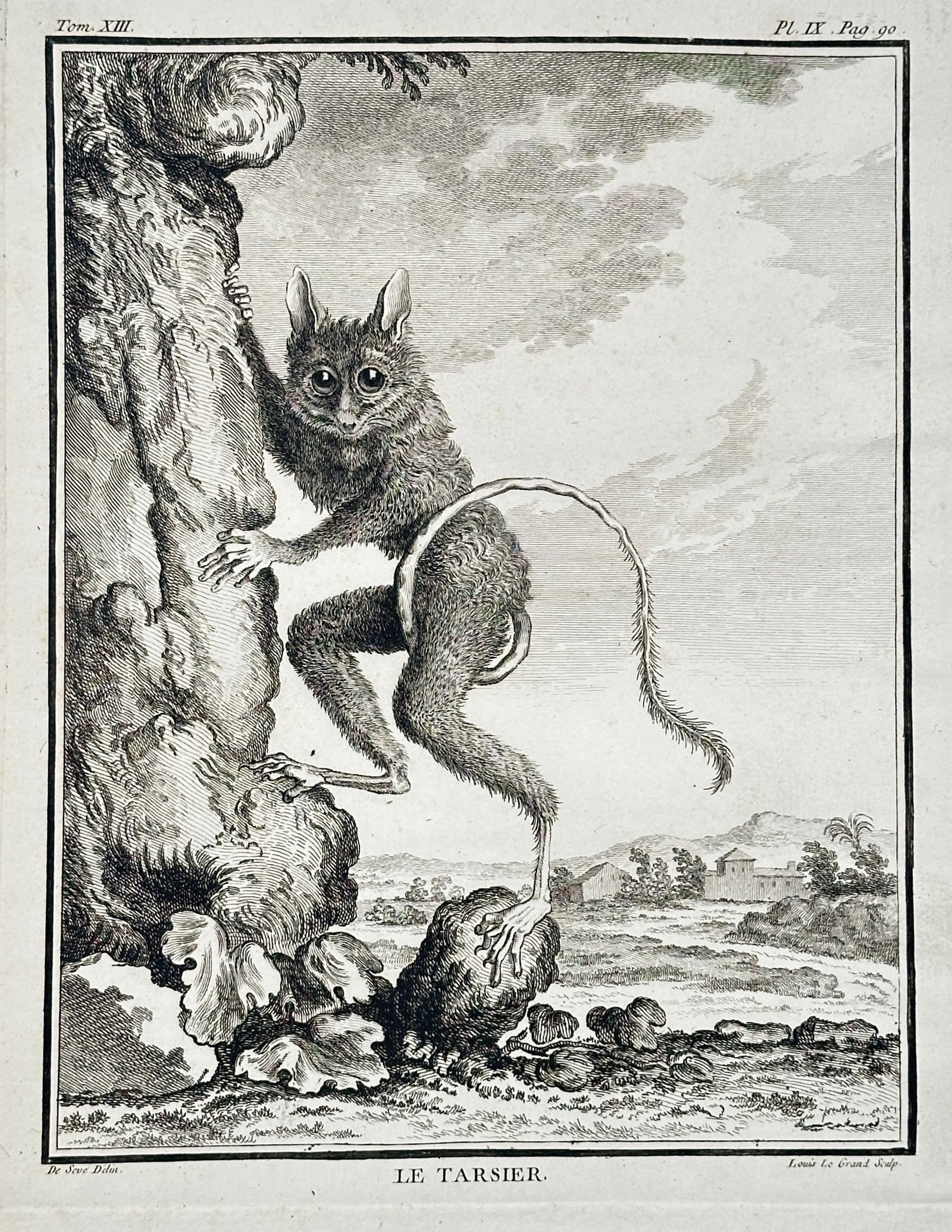 Georges-Louis Leclerc, Comte de Buffon (1707–1788) – Le Tarsier (The Tarsier) – Engraving: This zoological engraving depicts a Tarsier ("Le Tarsier"), a small primate known for its enormous eyes and long, thin tail. The animal is shown clinging vertically to the side of a gnarled tree trunk