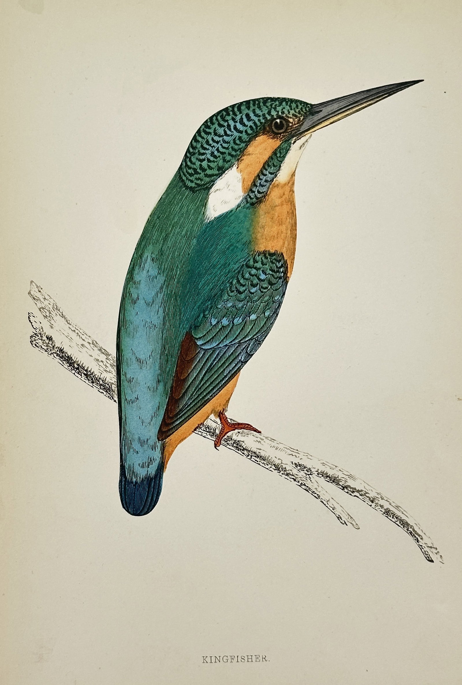 Francis Orpen Morris (1810–1893) – Illustration of Kingfisher – Hand-colored engraving: The illustration is beautifully hand-colored, showcasing the bird's distinctive coloration. The image is a characteristic plate from the major ornithological work, A History of British Birds.Francis O