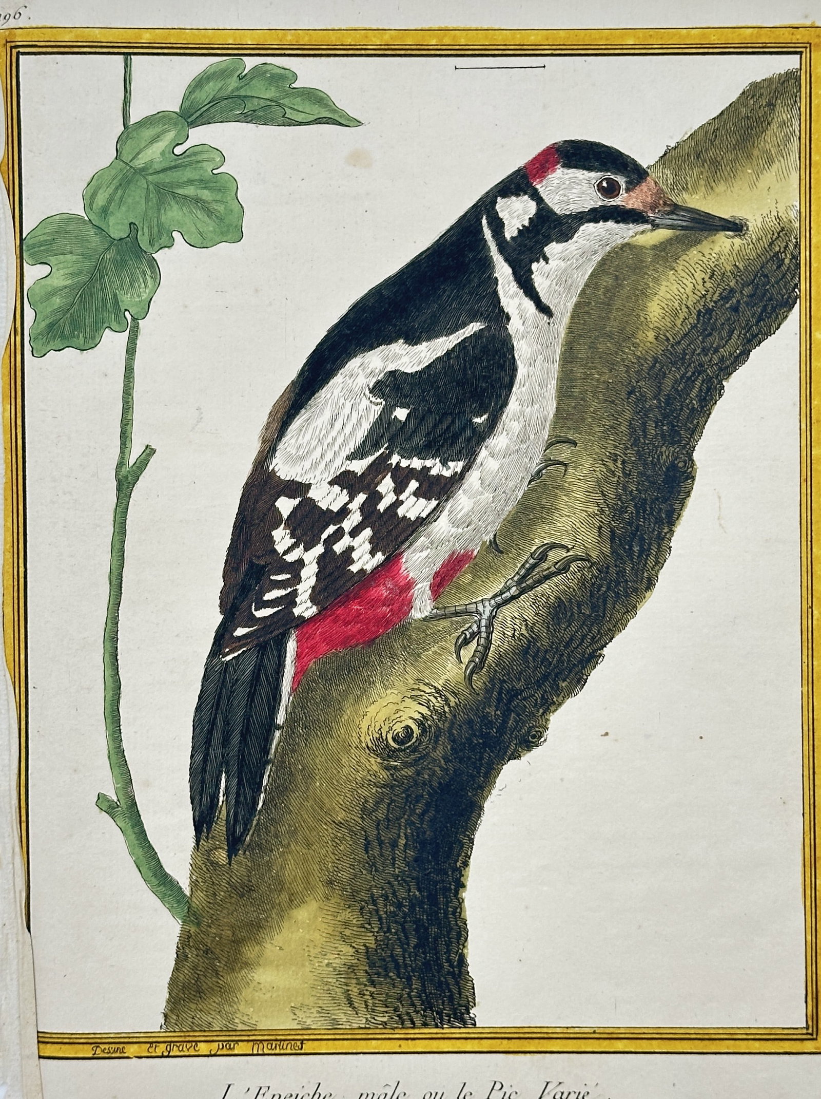 François-Nicolas Martinet (1731–1800) – Le Promerops (The Promerops) – Engraving with: This zoological engraving depicts a Promerops, or Sugarbird ("Le Promerops"), a long-tailed bird species native to Africa. The bird is shown perched on a branch, its head turned in profile, and is cha