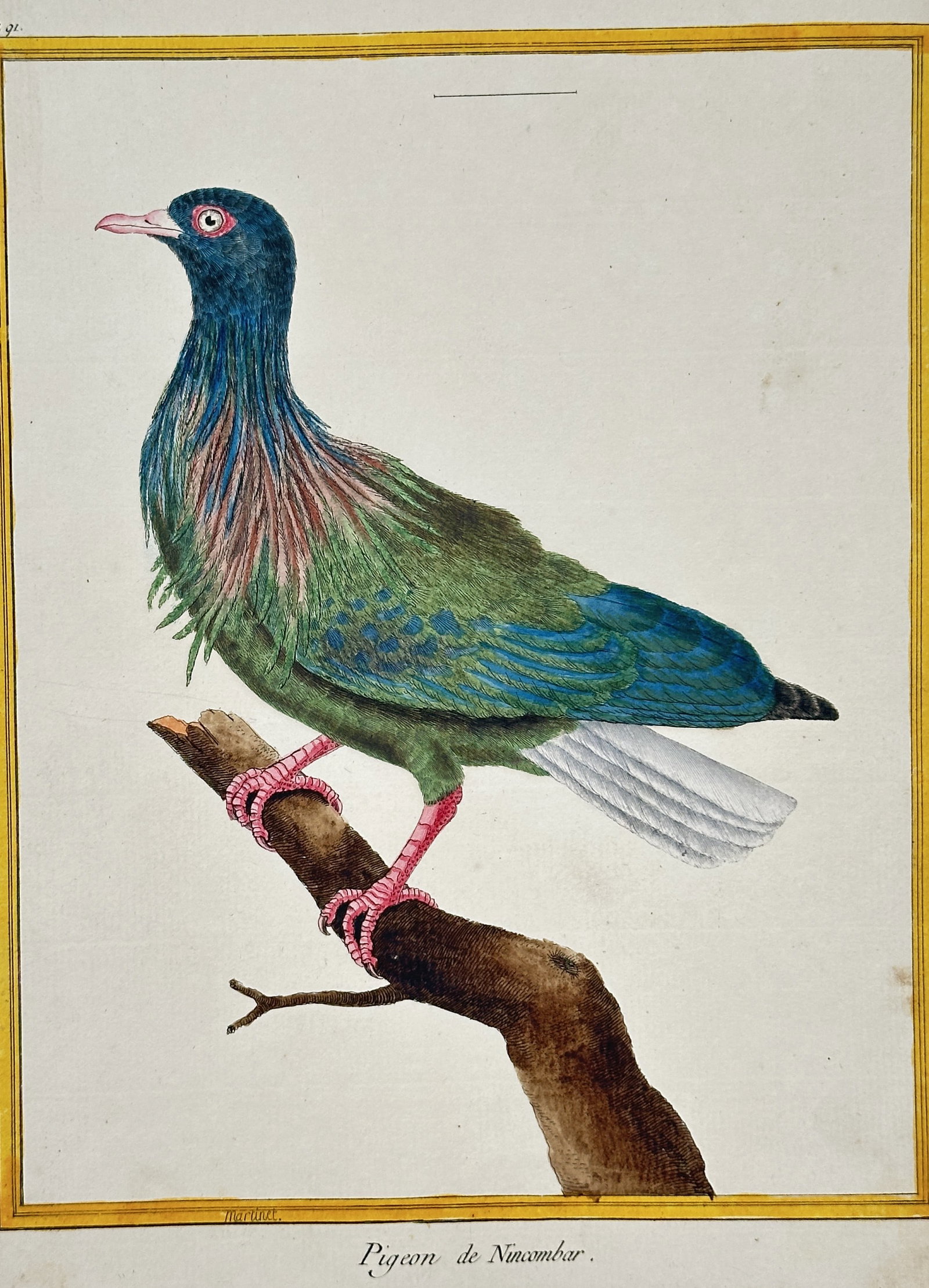François-Nicolas Martinet (1731–1800) – The Cayenne Green Trogon – Engraving with: This zoological engraving with hand-coloring (Plate 344) depicts the Cayenne Green Trogon (Le Trogon vert de Cayenne). The bird is shown perched on a branch, its vivid plumage, characteristic of tropi