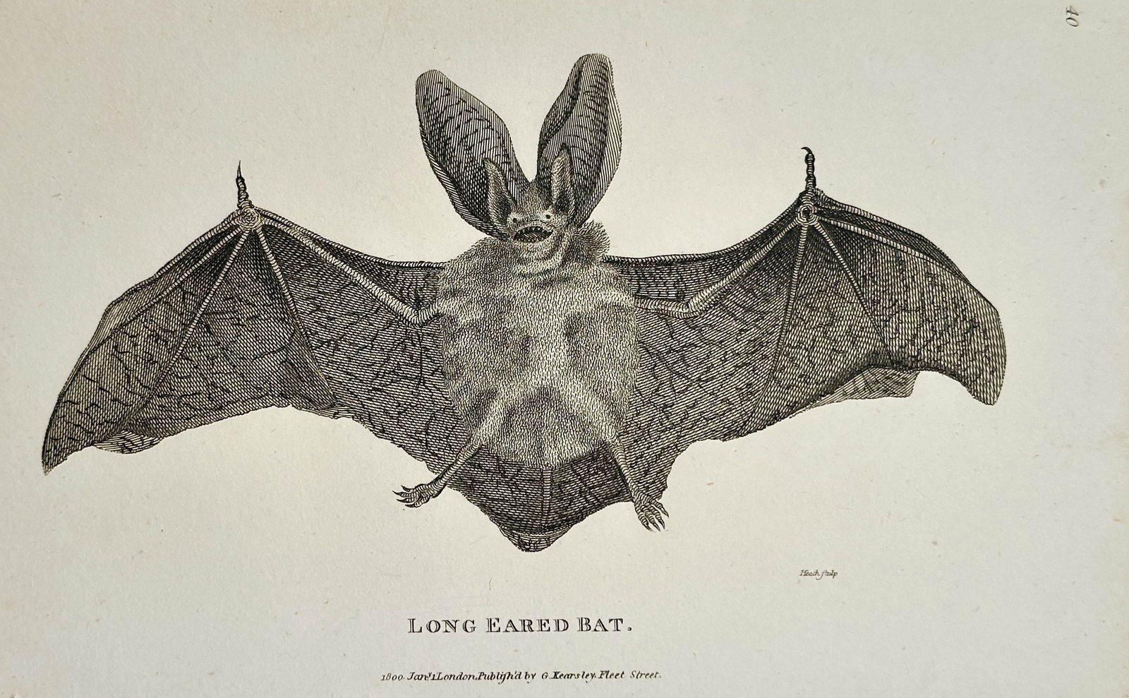 George Shaw (1751–1813) – Long Eared Bat – Engraving (c. 1800): This detailed zoological illustration depicts a Long Eared Bat, shown in flight with its large wings fully extended and its characteristic long ears prominently displayed. The engraving captures the t
