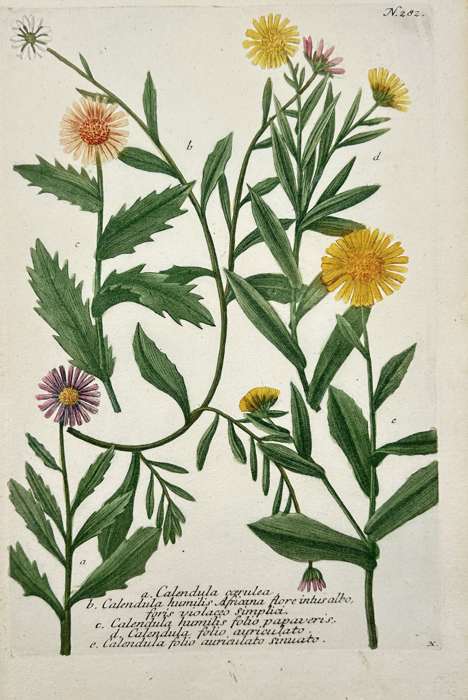 Johann Wilhelm Weinmann (1683–1741) – Calendula – Engraving with hand-coloring (c. 1760) (1 of 2)