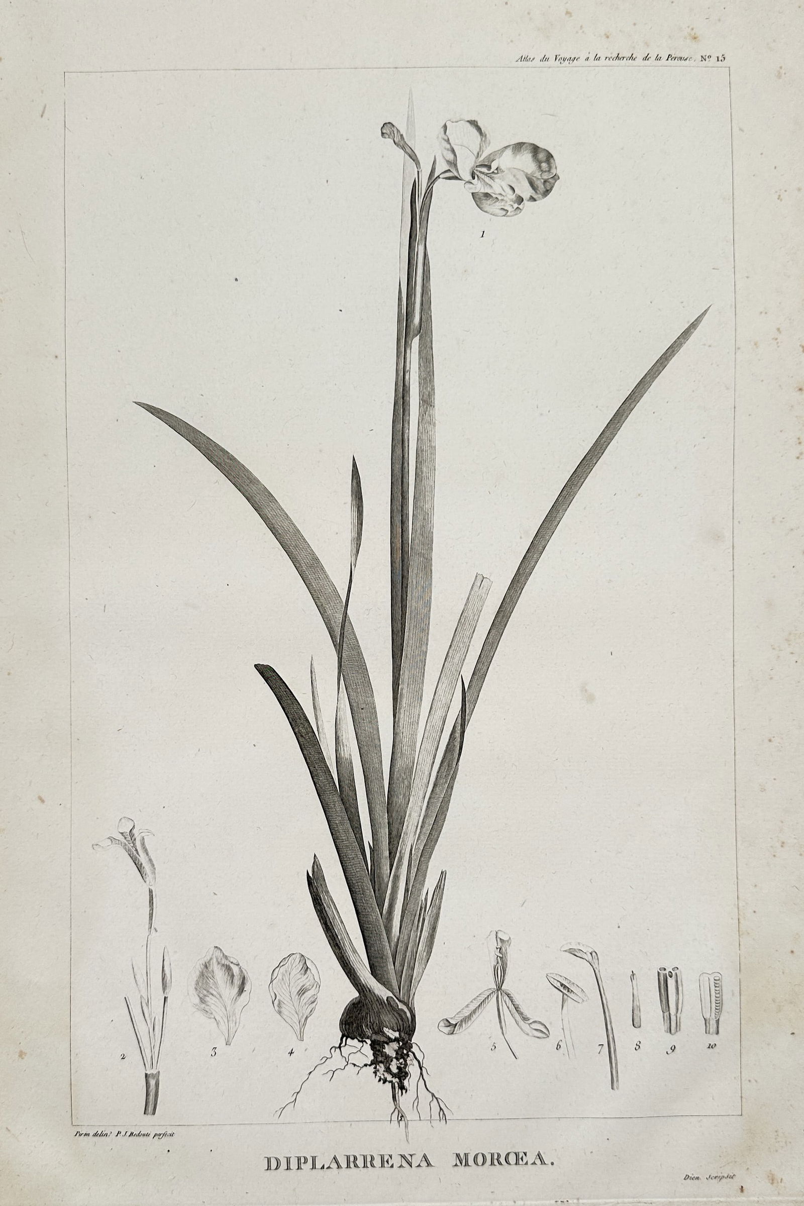 Pierre-Joseph Redouté (1759–1840) – Diplarrena Morea – Engraving (20th Century) (1 of 2)