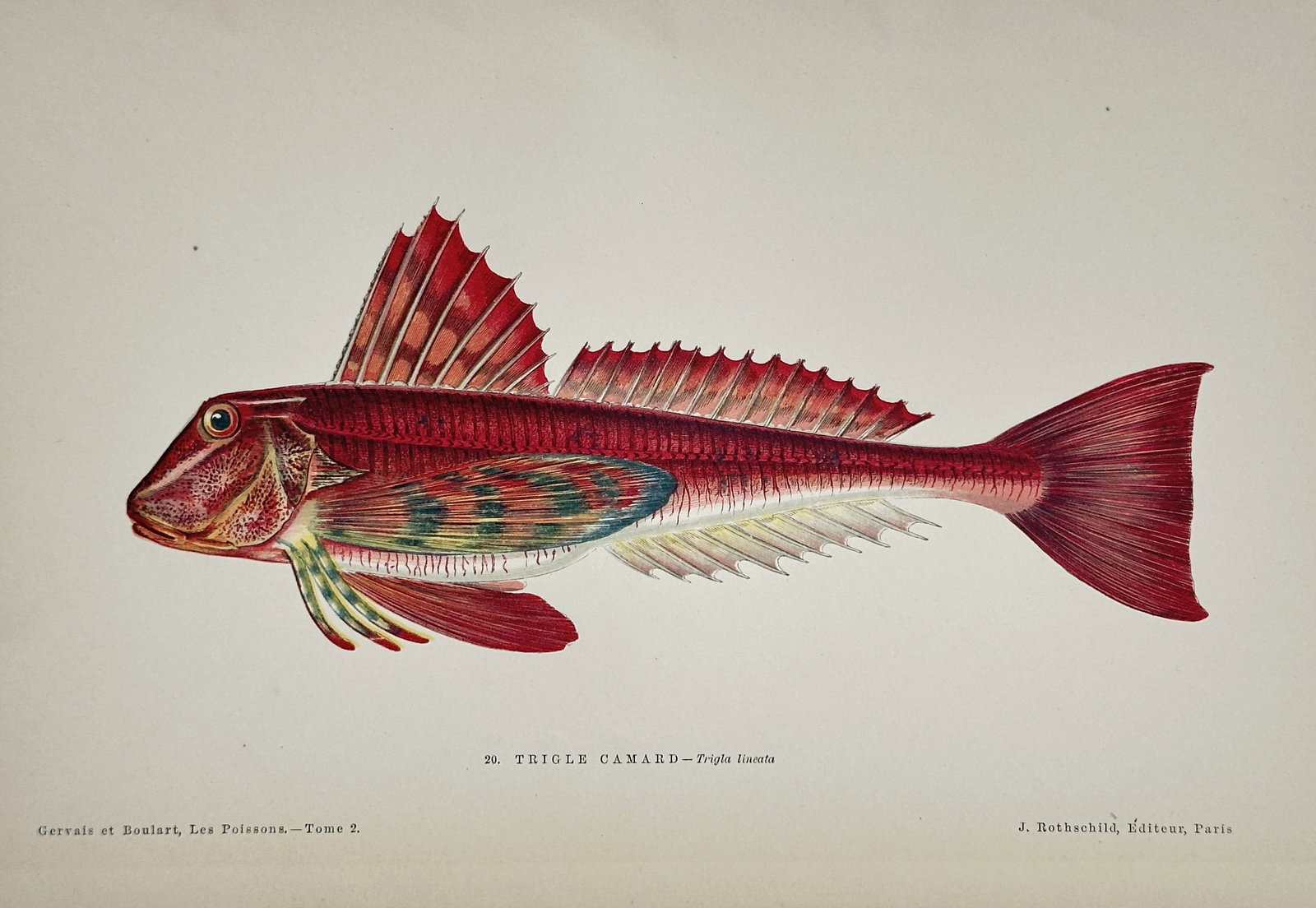 Jules Rothschild (19th Century) – Tub Gurnard – Lithograph with hand-coloring (19th Century) (1 of 3)