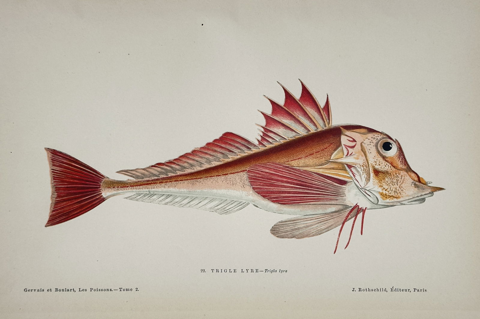 Jules Rothschild (19th Century) – Piper Gurnard – Lithograph with hand-coloring (19th Century) (1 of 3)