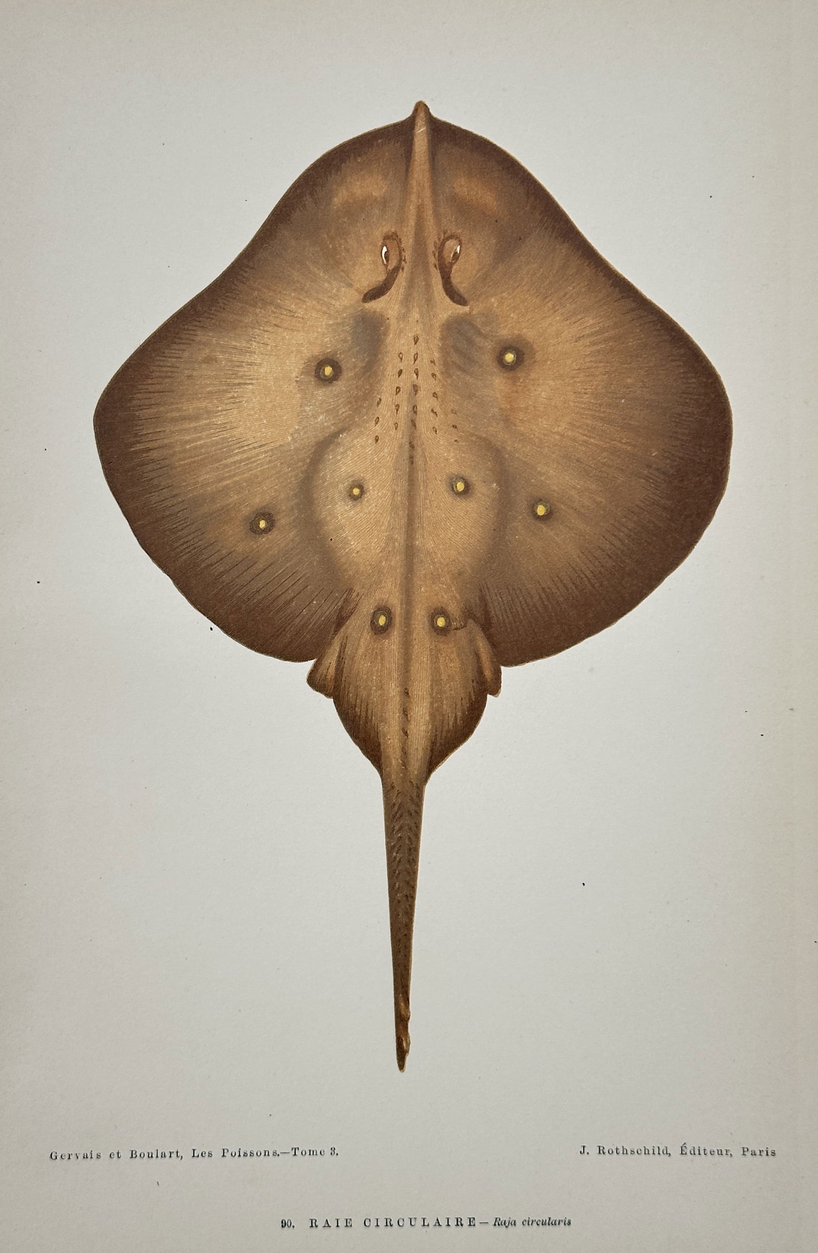 Jules Rothschild (19th Century) – Circular Ray – Lithograph with tinting (19th Century) (1 of 3)