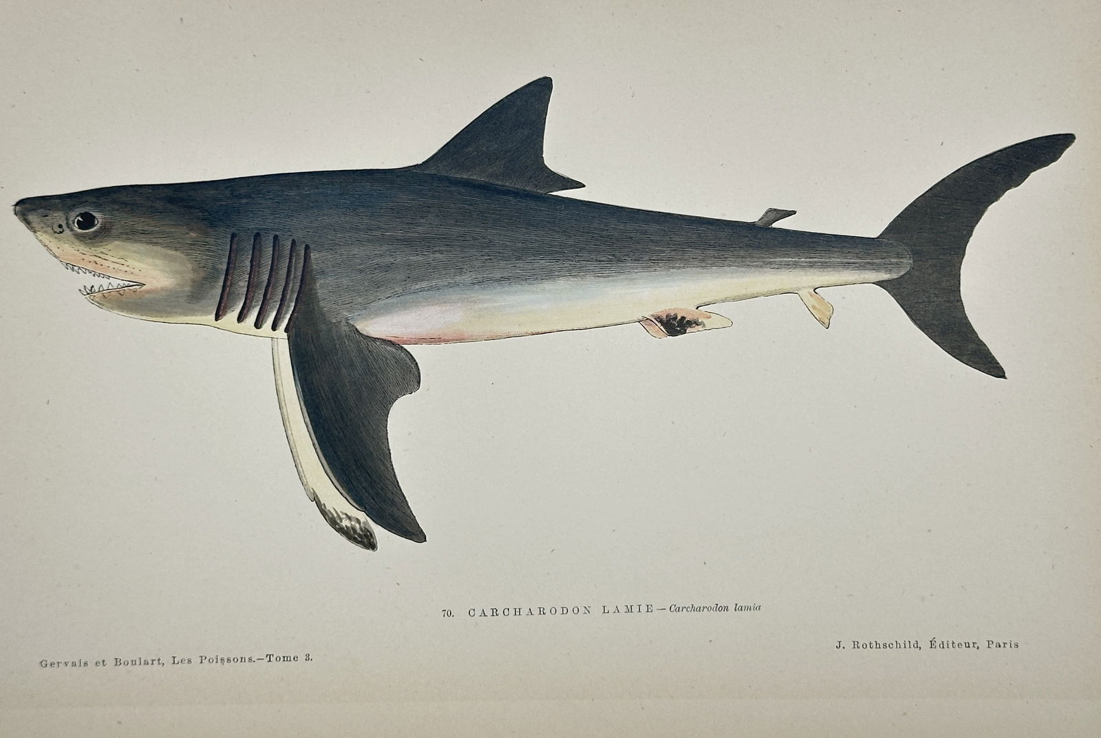 Jules Rothschild (19th Century) – Carcharodon Shark – Lithograph with hand-coloring (19th (1 of 3)