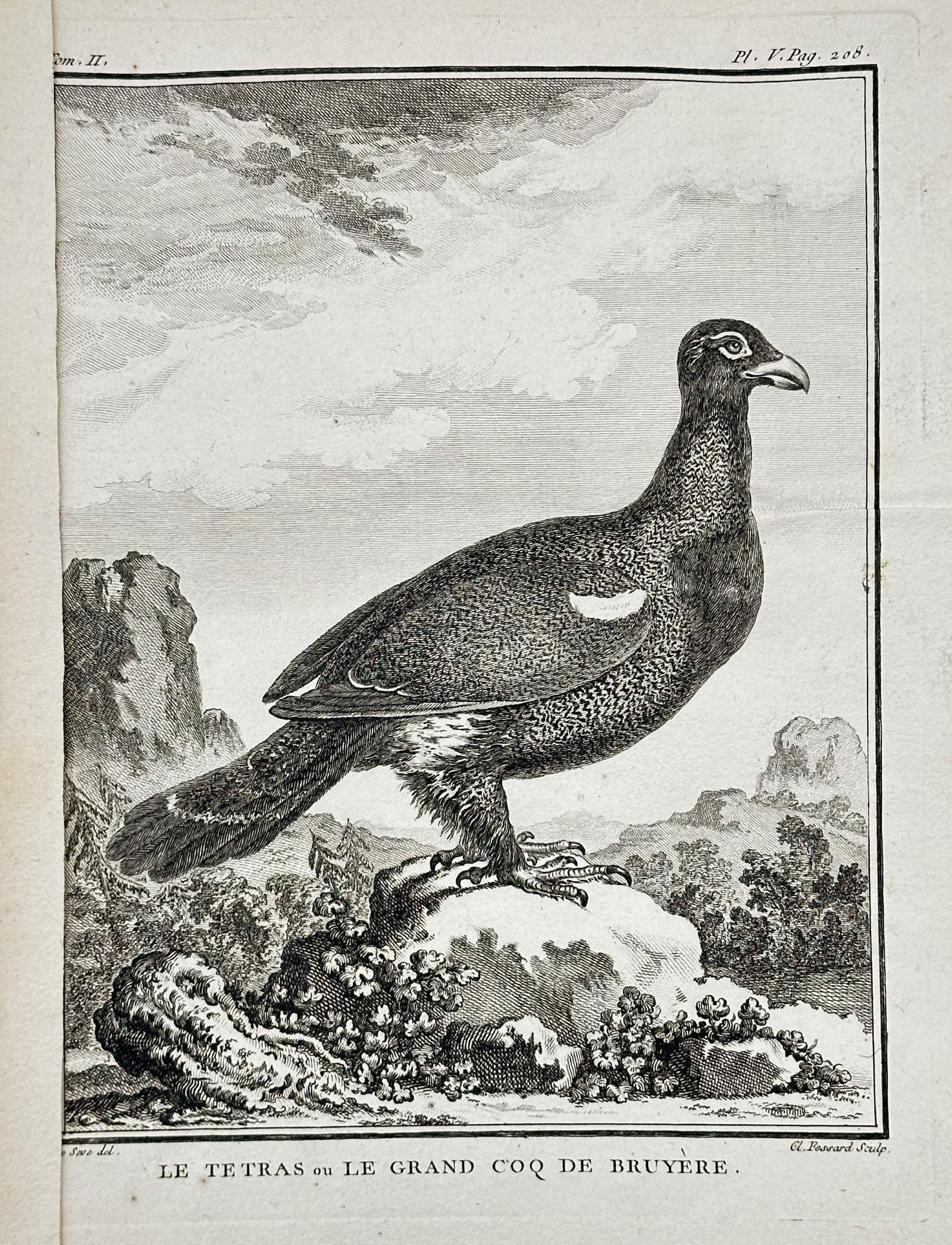 Georges-Louis Leclerc, Comte de Buffon – Capercaillie (Great Heath Cock) – Engraving (18th: This engraving, Plate V from Volume II, depicts the Capercaillie or Great Heath Cock (Le Tétras), a large species of grouse, shown perched on a rock in a rugged, scrubland environment. The plate is s
