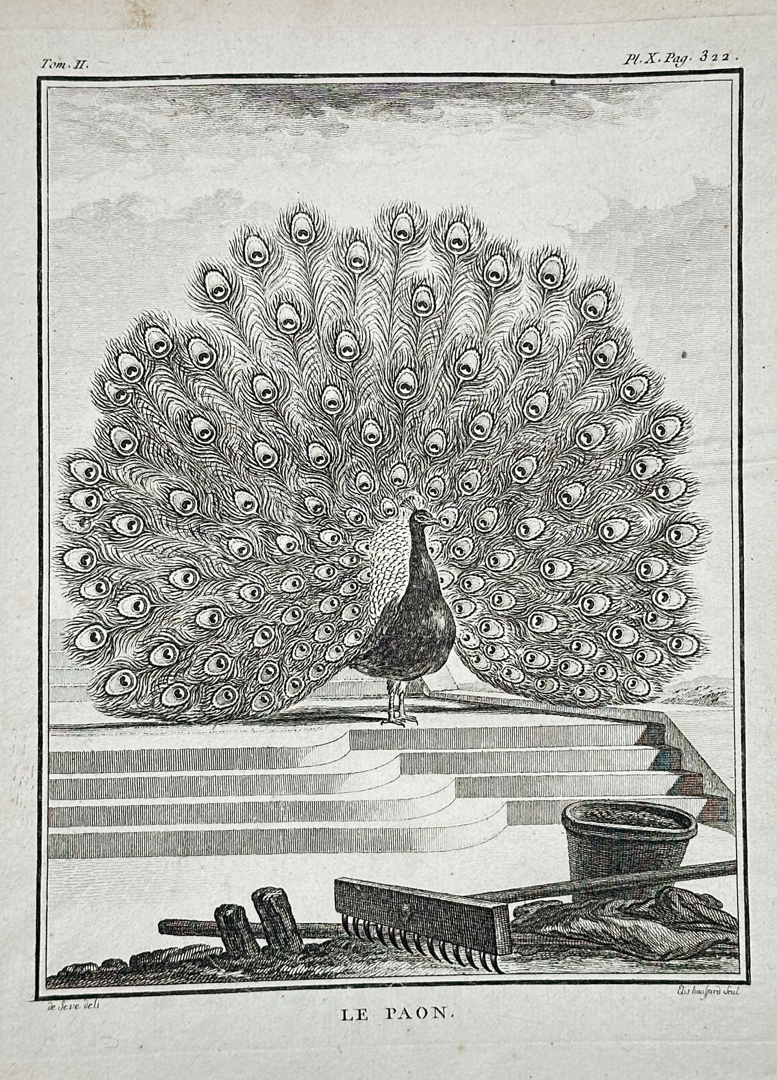 Georges-Louis Leclerc, Comte de Buffon – Peacock Displaying Tail Feathers – Engraving: This engraving, Plate X from Volume II, depicts the male Peacock (Le Paon) in full display, spreading its magnificent eye-spotted train of tail feathers while standing on a stepped classical terrace.