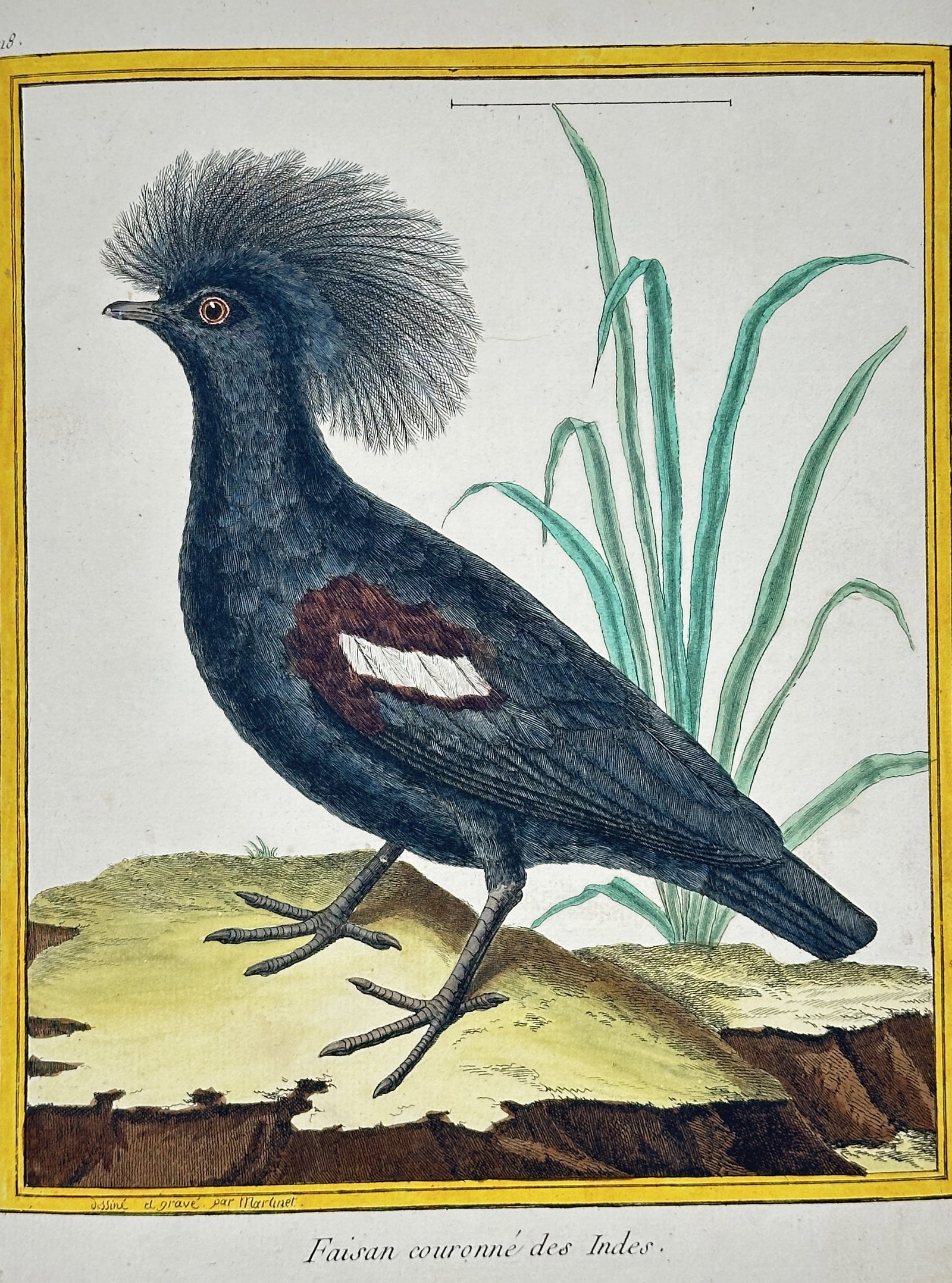 François-Nicolas Martinet – Crowned Pheasant of the Indies – Engraving with hand-coloring: This engraving with original hand-coloring, Plate 393, depicts the Crowned Pheasant of the Indies (a species of crowned pigeon), a large, dark bird characterized by its prominent, fan-like crest and d