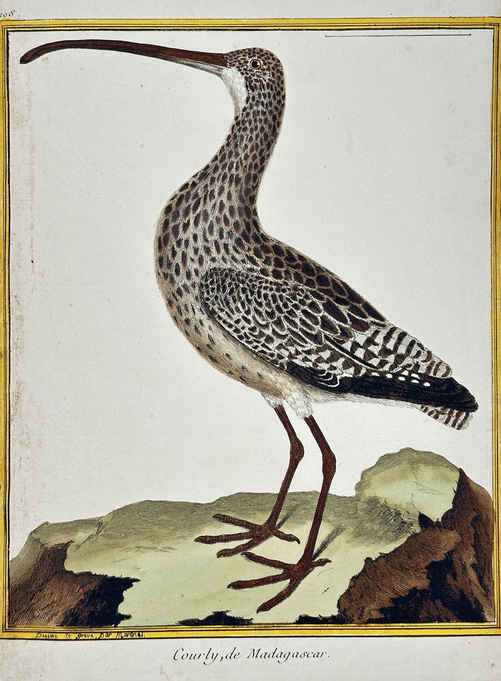 François-Nicolas Martinet – Curlew of Madagascar – Engraving with hand-coloring (18th Century) (1 of 2)