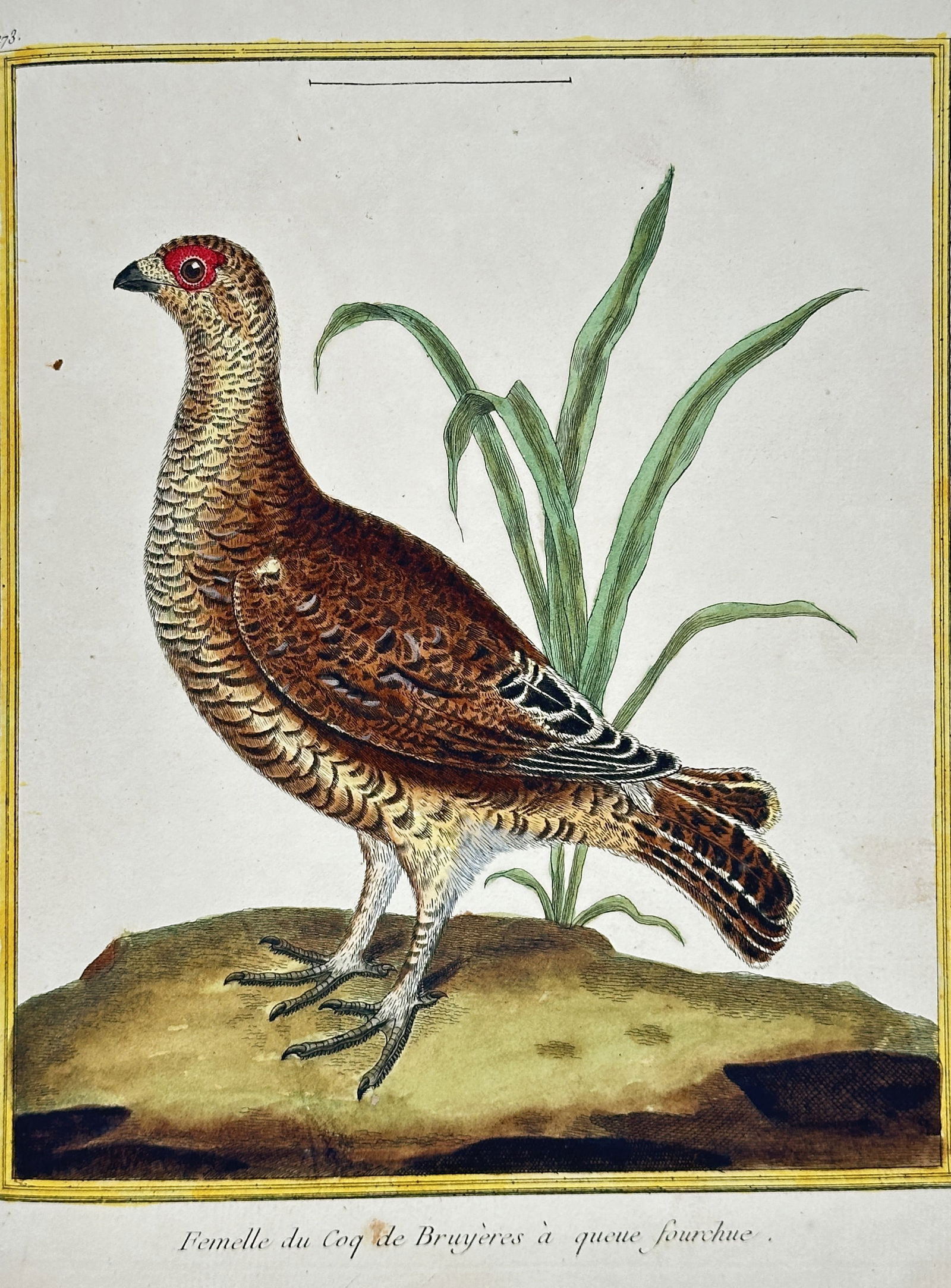 François-Nicolas Martinet – Female Fork-tailed Grouse – Engraving with hand-coloring (18th (1 of 2)