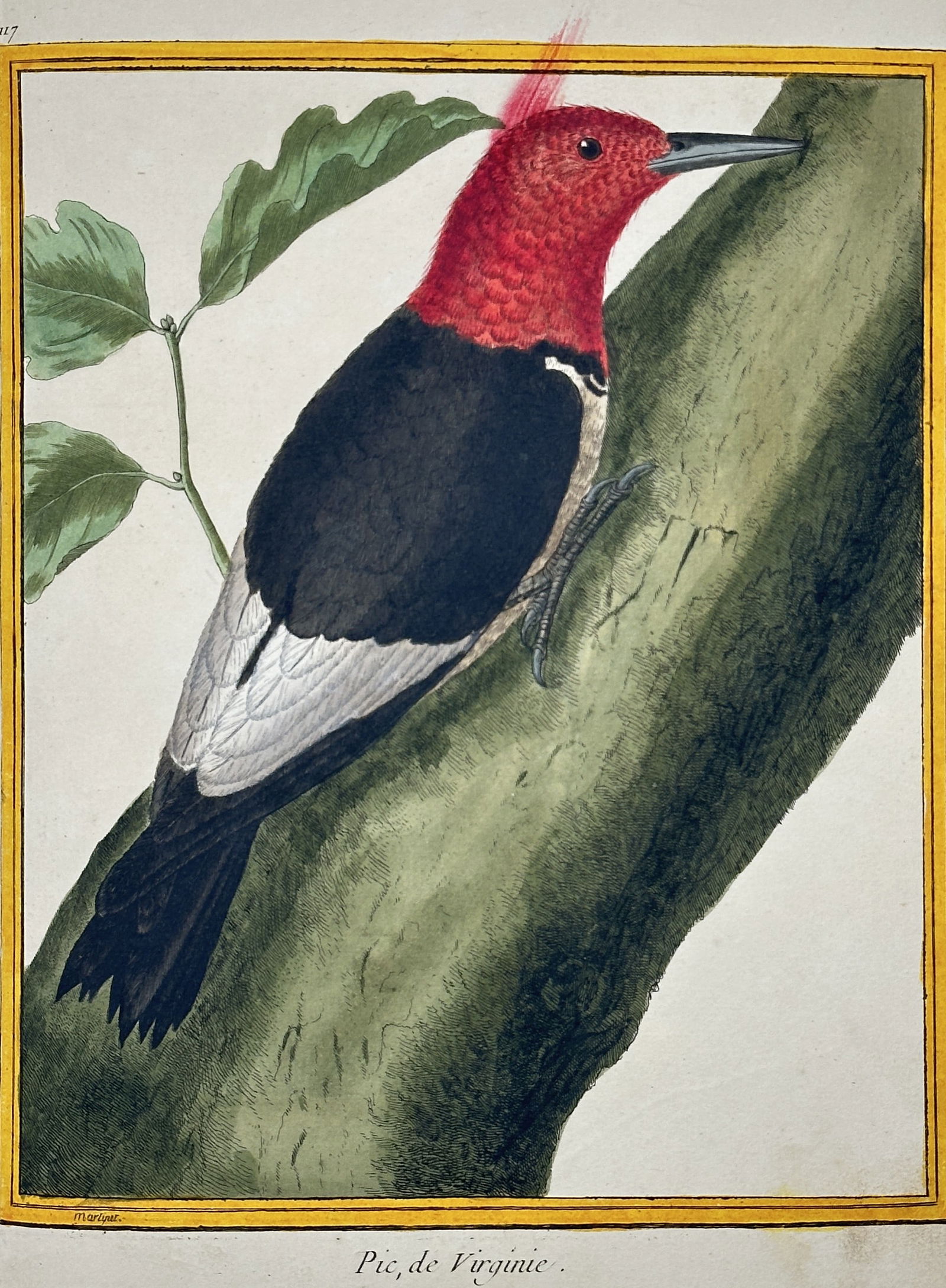 François-Nicolas Martinet – Woodpecker of Virginia – Engraving with hand-coloring (18th (1 of 2)