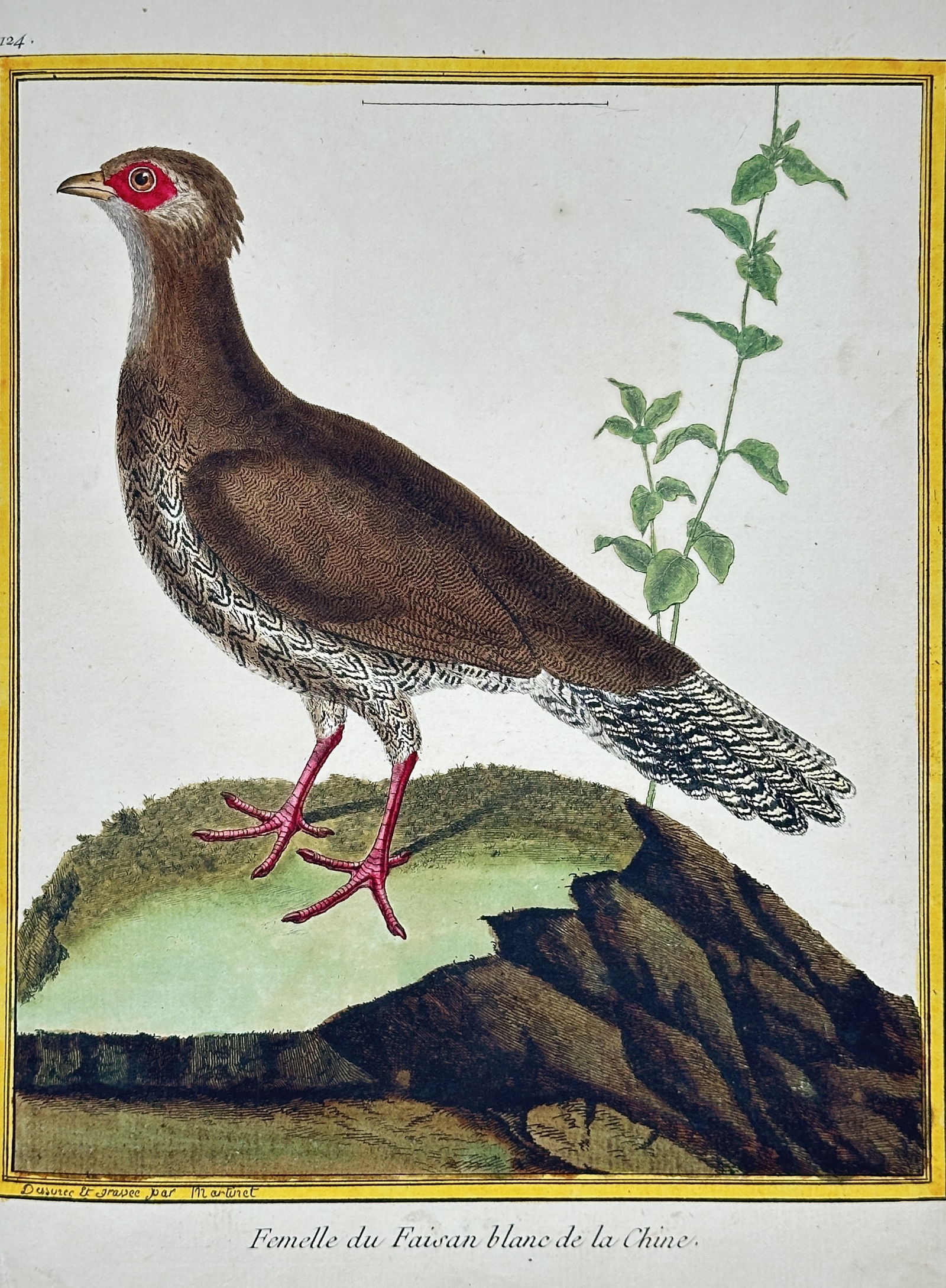 François-Nicolas Martinet – Female White Pheasant of China – Engraving with hand-coloring (1 of 2)