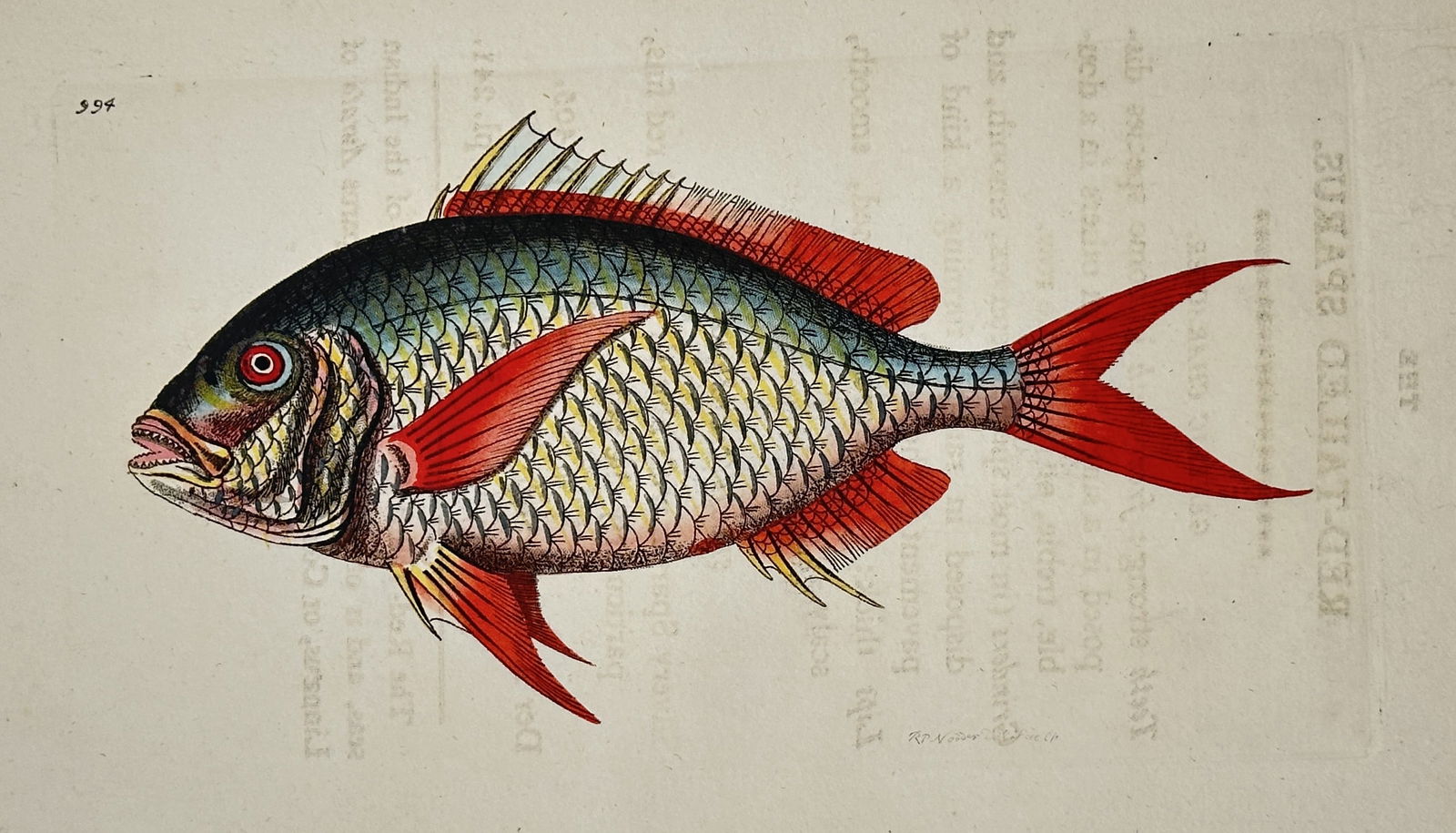 Richard Polydore Nodder – Study of a Red-Finned Tropical Fish – Engraving (1 of 2)
