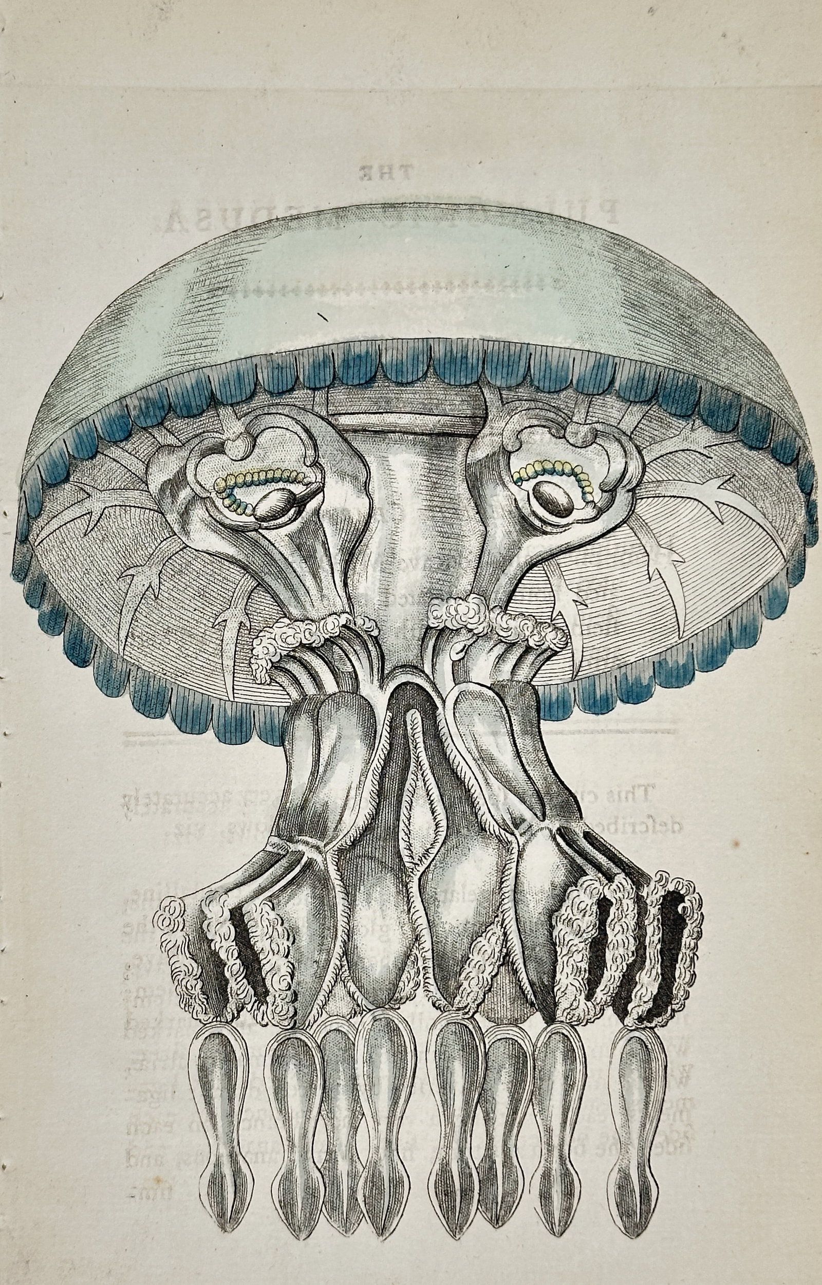 Richard Polydore Nodder – Study of a Jellyfish (Medusa) – Engraving with hand-coloring: This engraving with hand-coloring depicts a detailed zoological study of a Jellyfish (Medusa), illustrating the bell shape, the complex structures of the oral arms and tentacles, and the internal radi
