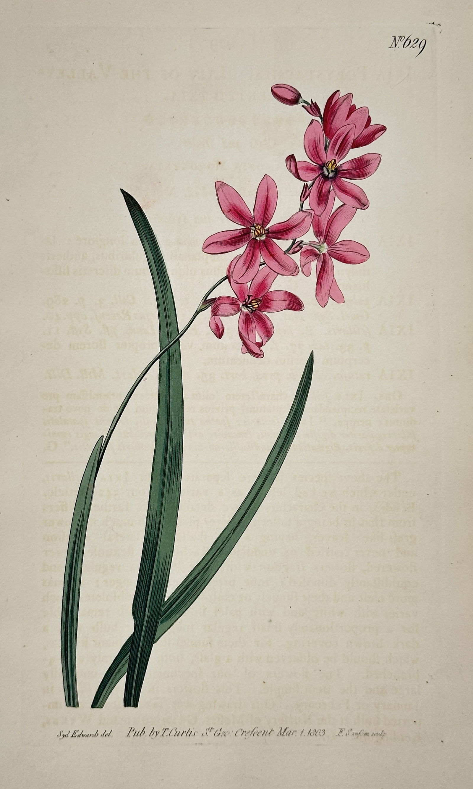 William Curtis – Pink Rush-lily (Ixia/Sparaxis species) – Engraving with hand-coloring (1803) (1 of 2)