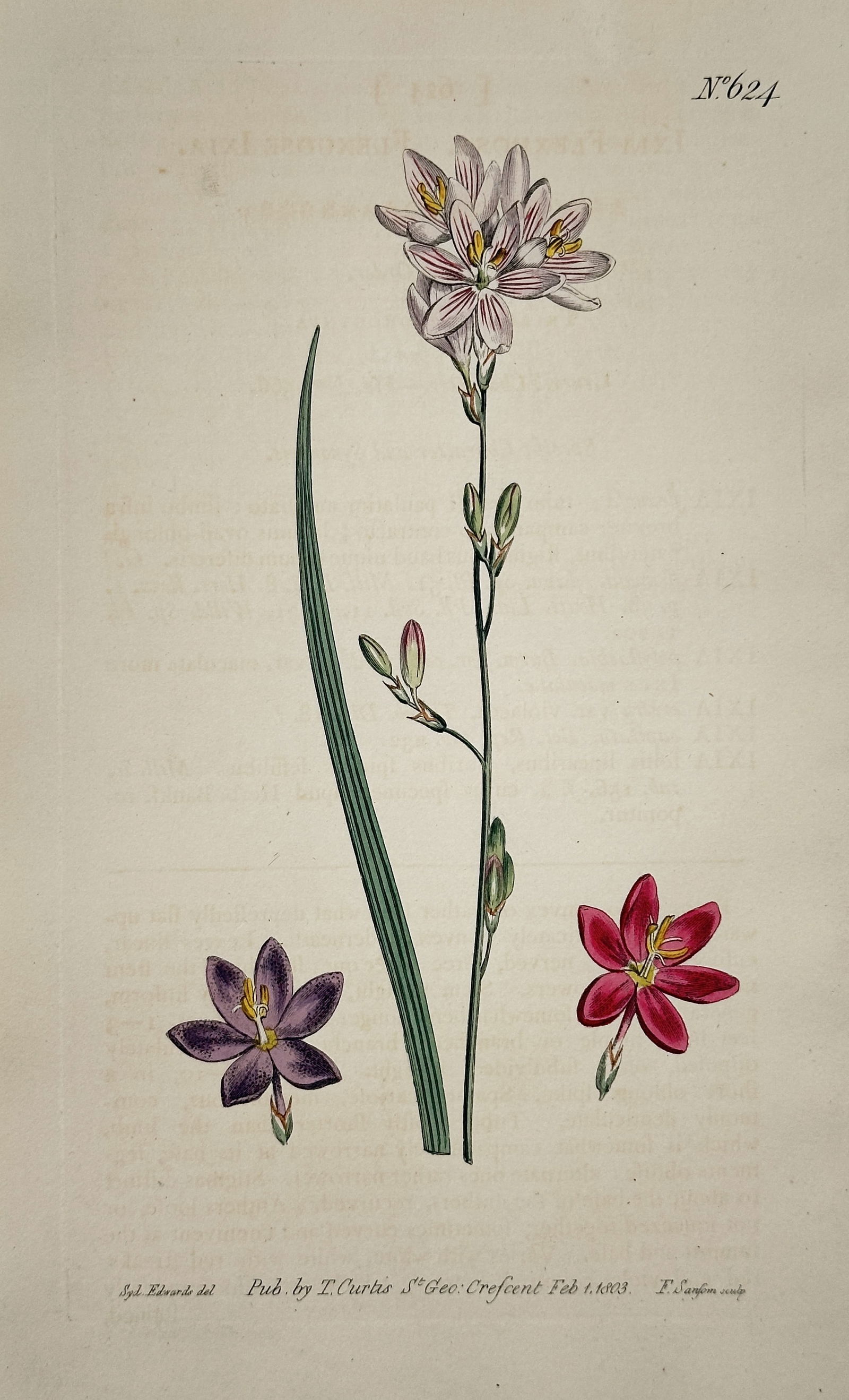 William Curtis – Star-flowered Rush-lily (Ixia/Sparaxis species) – Engraving (1 of 2)