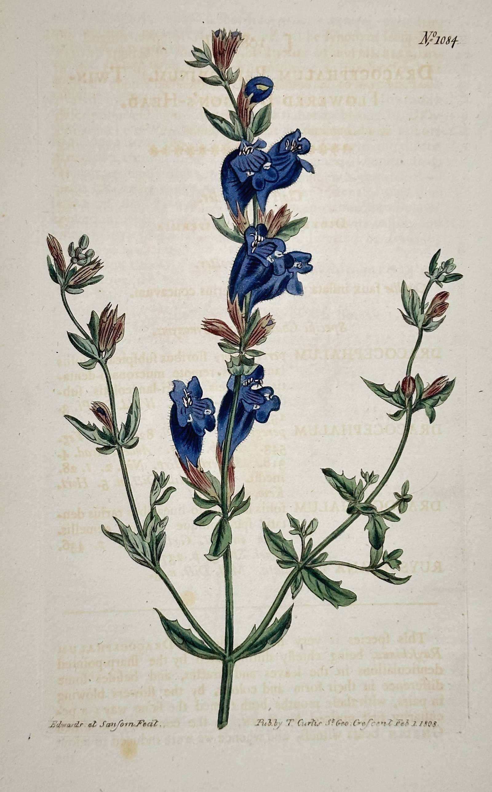 William Curtis – Blue Penstemon/Beardtongue (Penstemon species) – Engraving: This engraving with hand-coloring, Plate 1034, depicts a species of Penstemon or Beardtongue, illustrating a central stalk with multiple pairs of vivid blue, tubular flowers and characteristic opposit