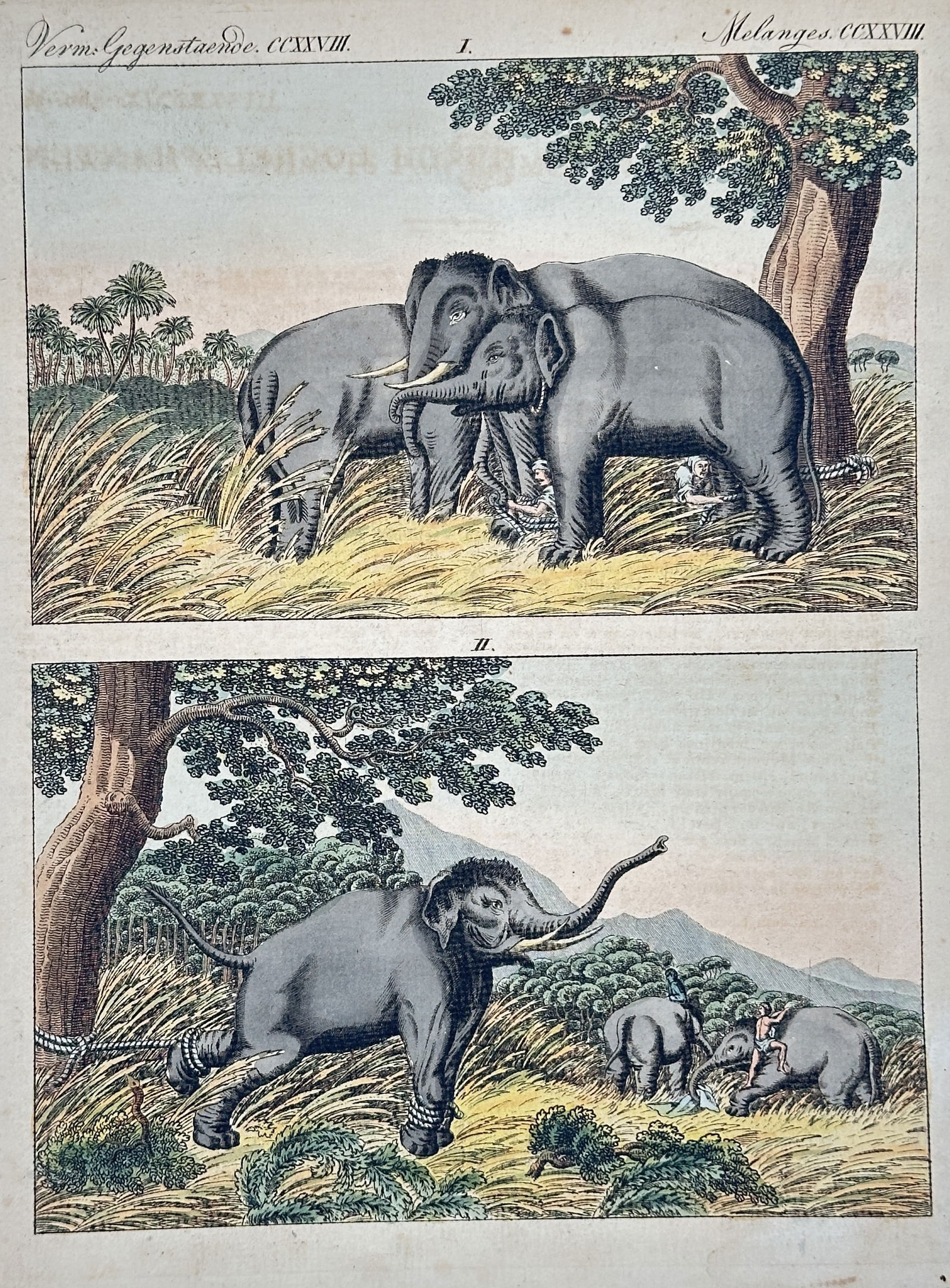 Friedrich Justin Bertuch – Elephant Capture and Training in the Tropics – Engraving (1 of 2)