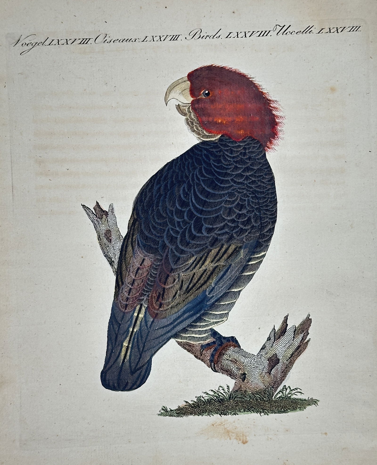 Friedrich Justin Bertuch – Study of a Red-headed Parrot/Cockatoo – Engraving (1 of 2)