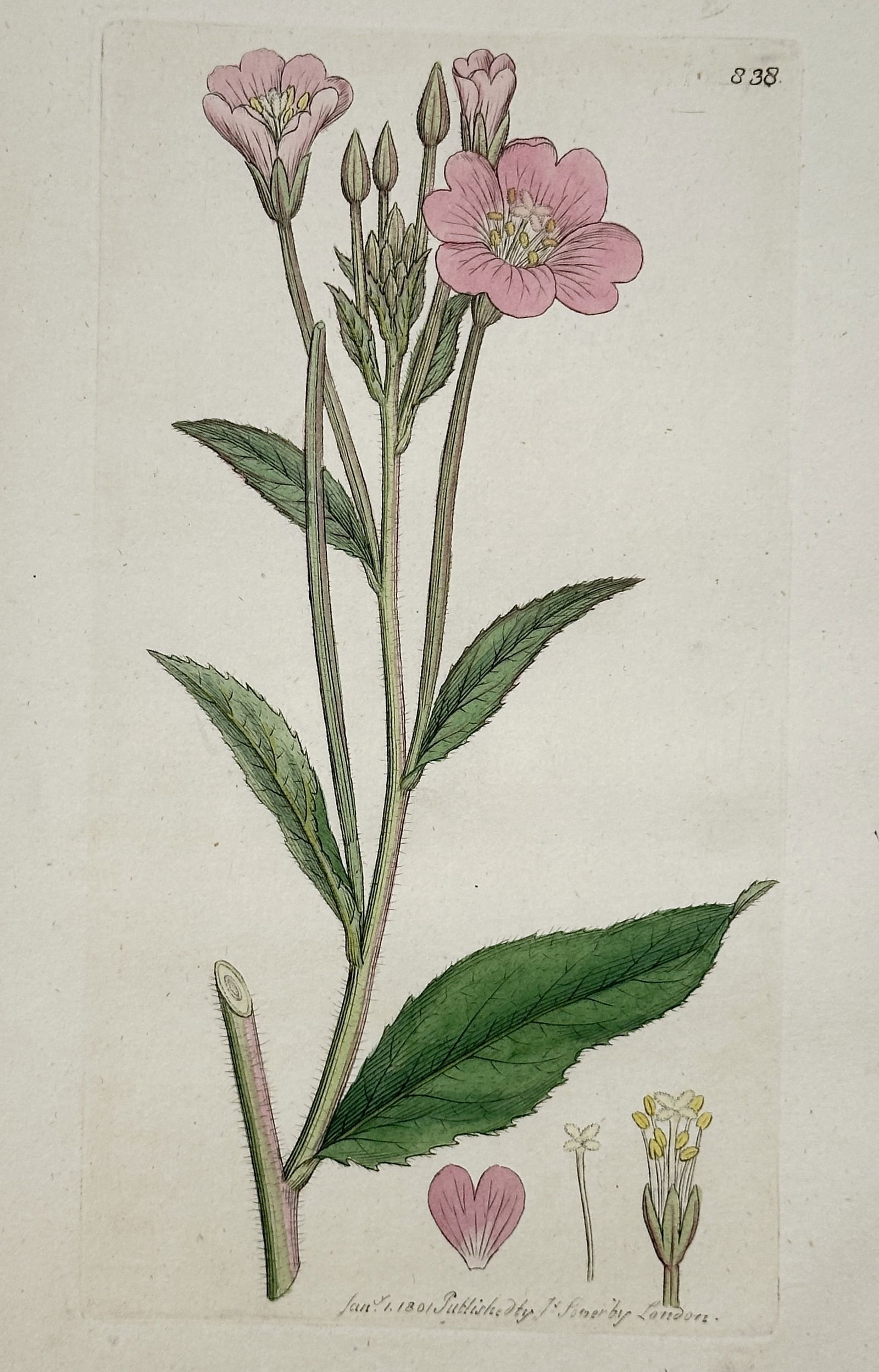 James Sowerby (1757–1822) – Botanical Illustration of a Willowherb Species – Hand-colored (1 of 2)