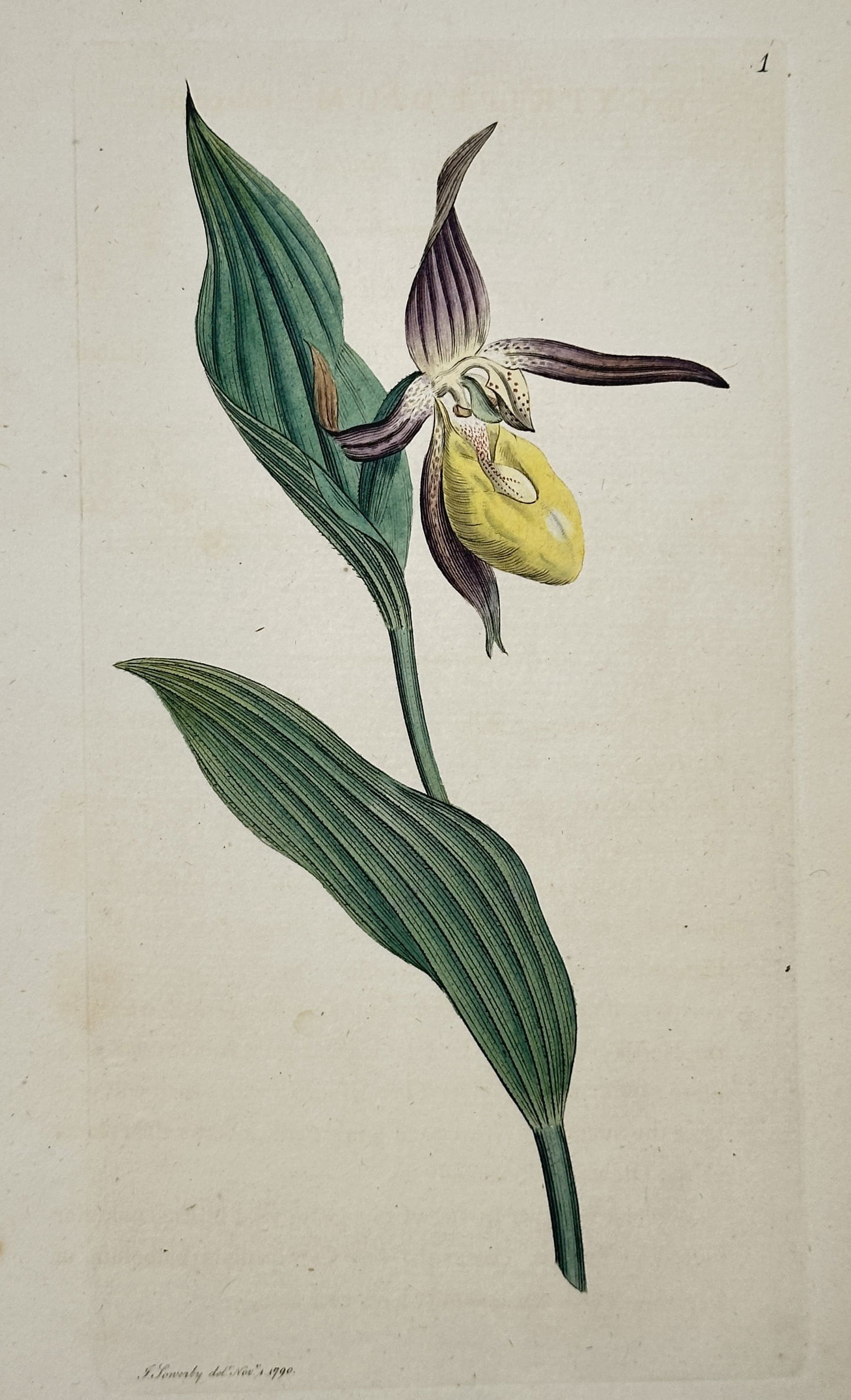 James Sowerby (1757–1822) – Botanical Illustration of the Lady’s Slipper Orchid – (1 of 2)