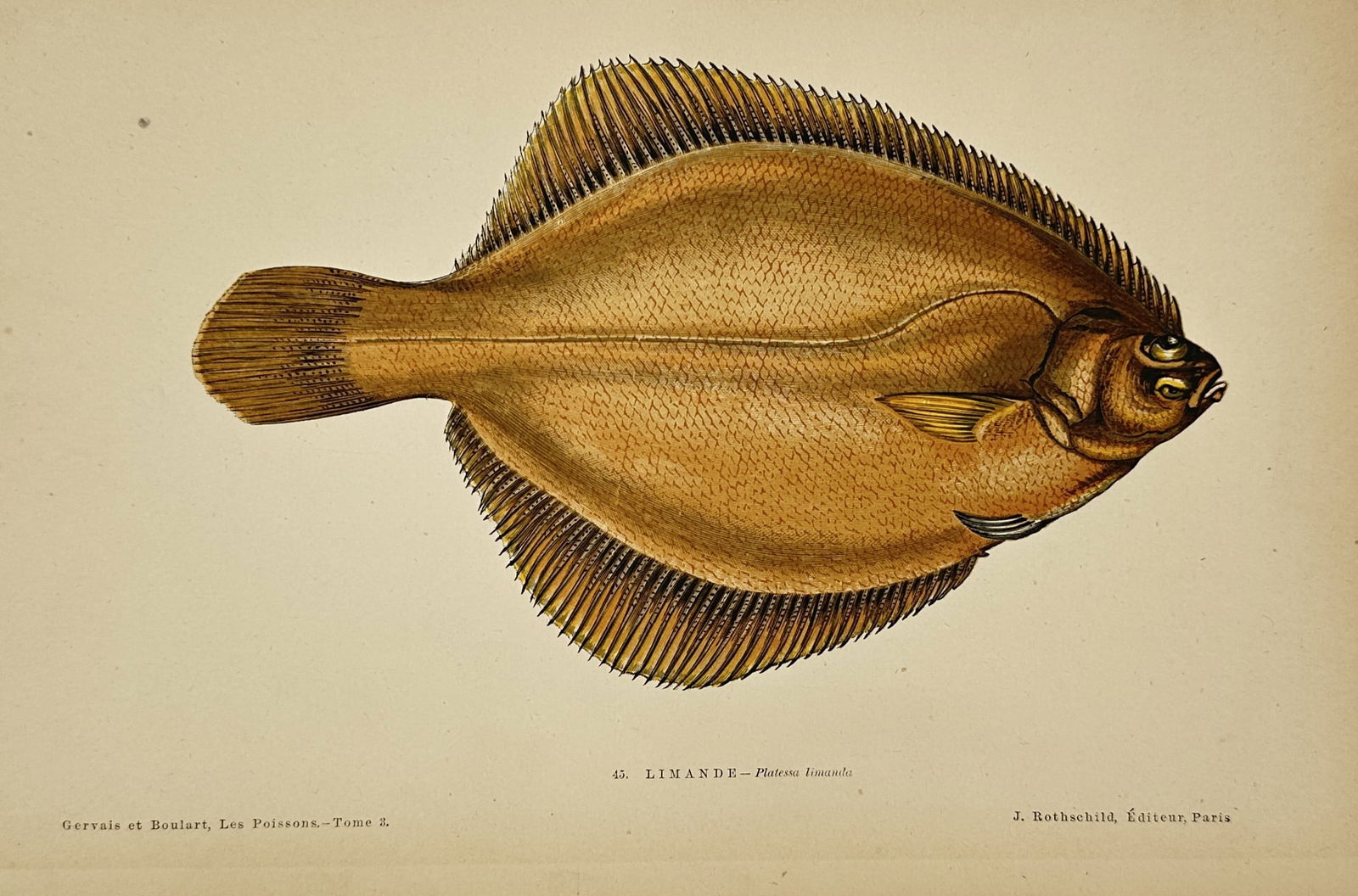 Jules Rothschild (1838–1900) – The Common Dab – Chromolithograph (1877) (1 of 3)