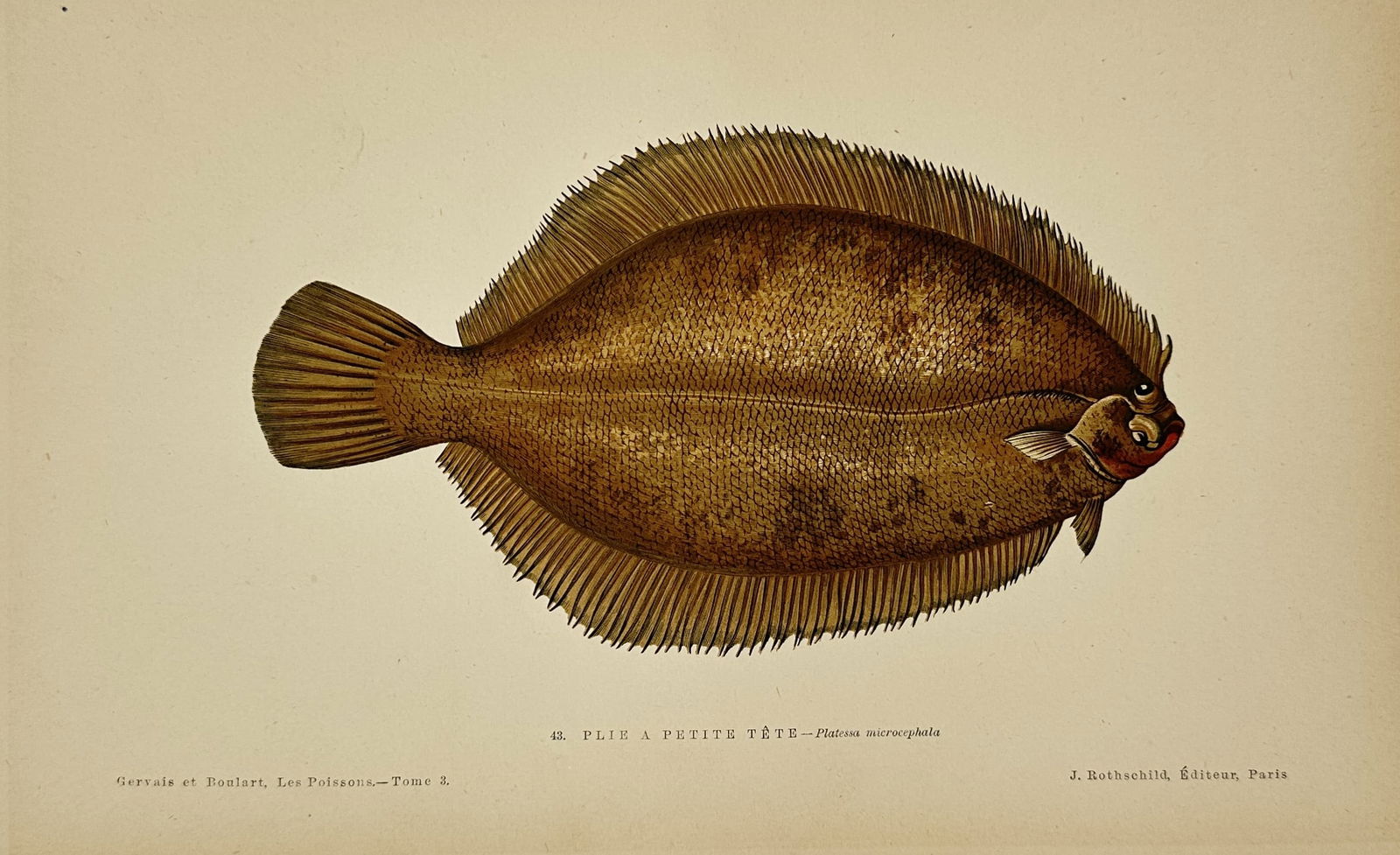 Jules Rothschild (1838–1900) – Lemon Sole – Chromolithograph (1877) (1 of 3)