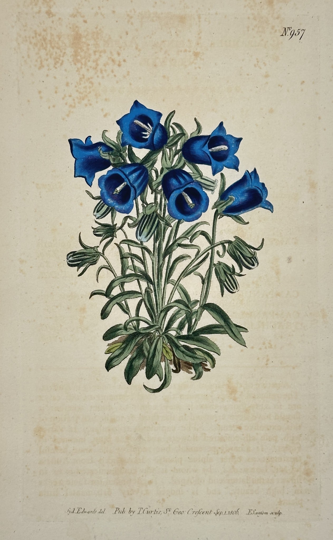William Curtis (1746–1799) – Bearded Bellflower – Engraving (1806) (1 of 2)