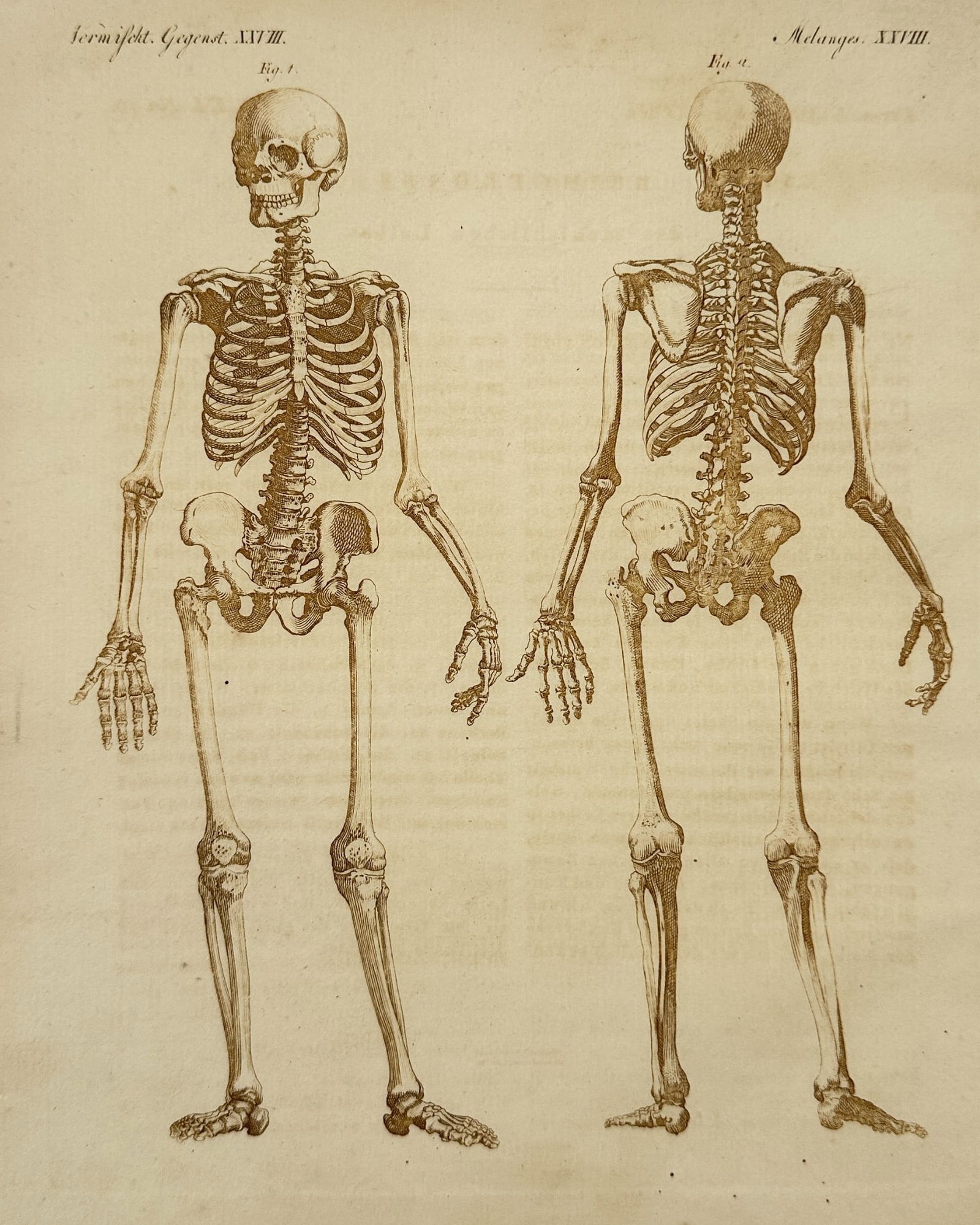 Friedrich Justin Bertuch (1747–1822) – Human Skeletal System – Engraving (1 of 2)
